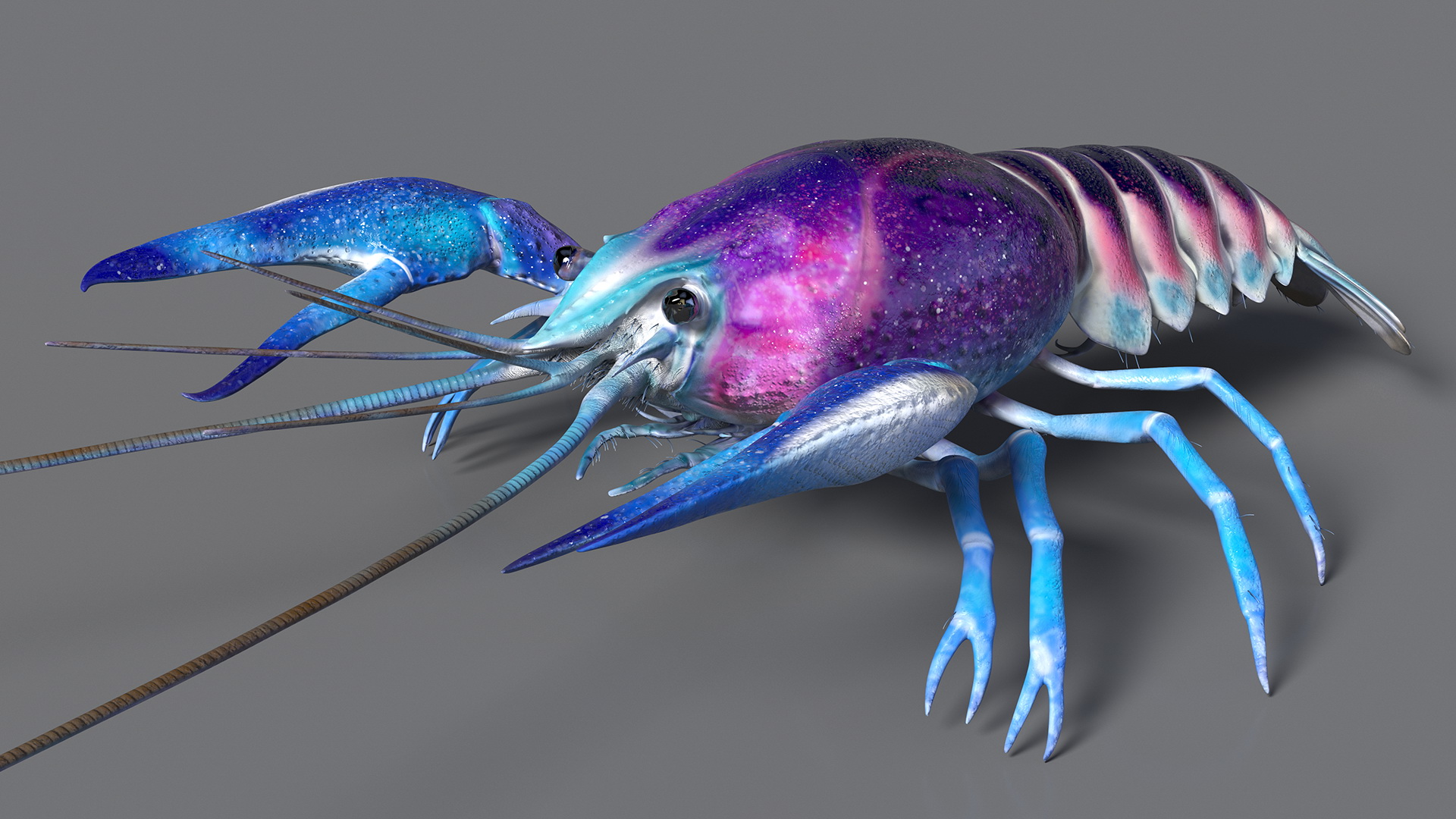 3D Florida Crayfish