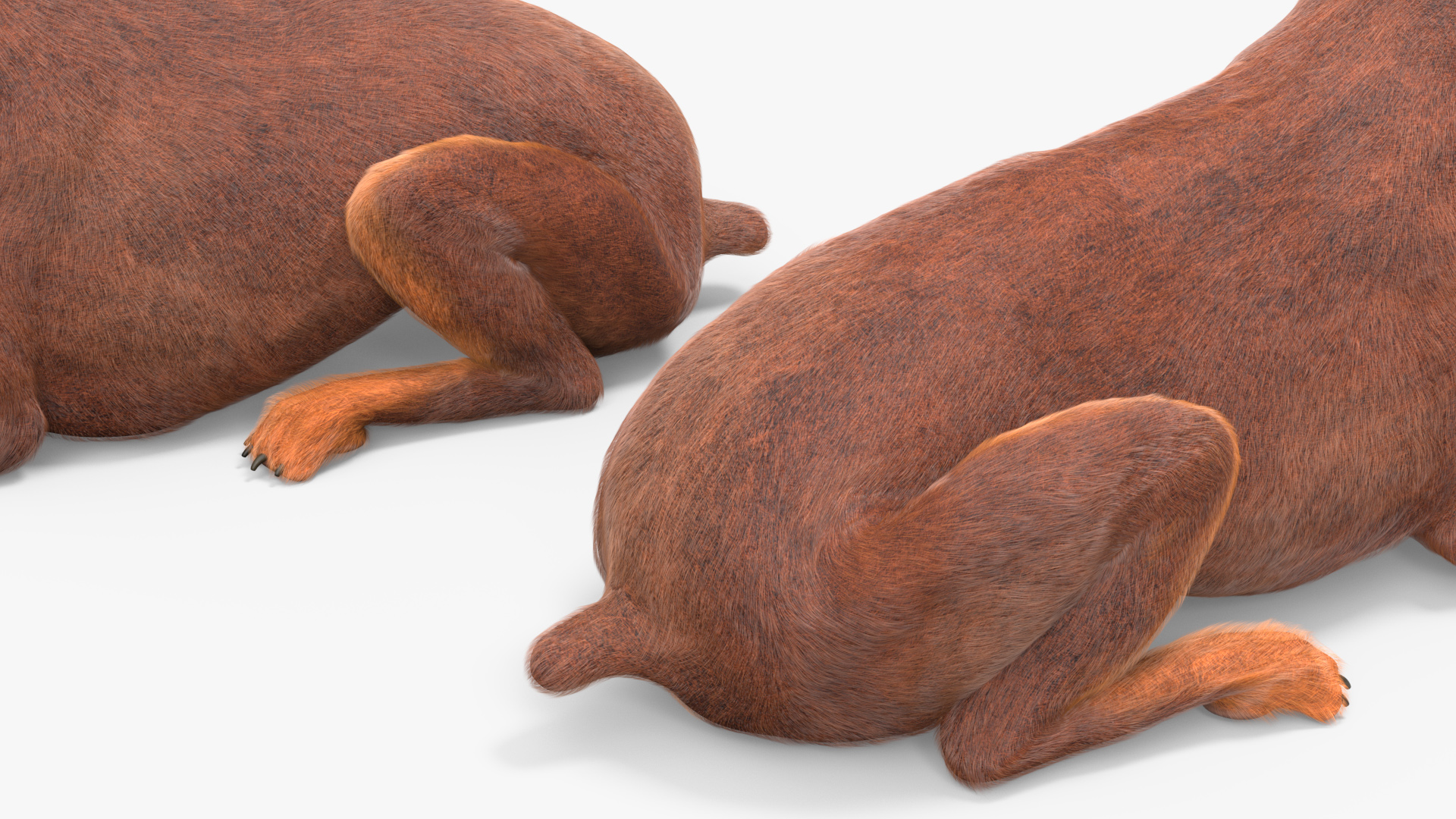 3D Doberman Dog Brown Lying Down Fur model