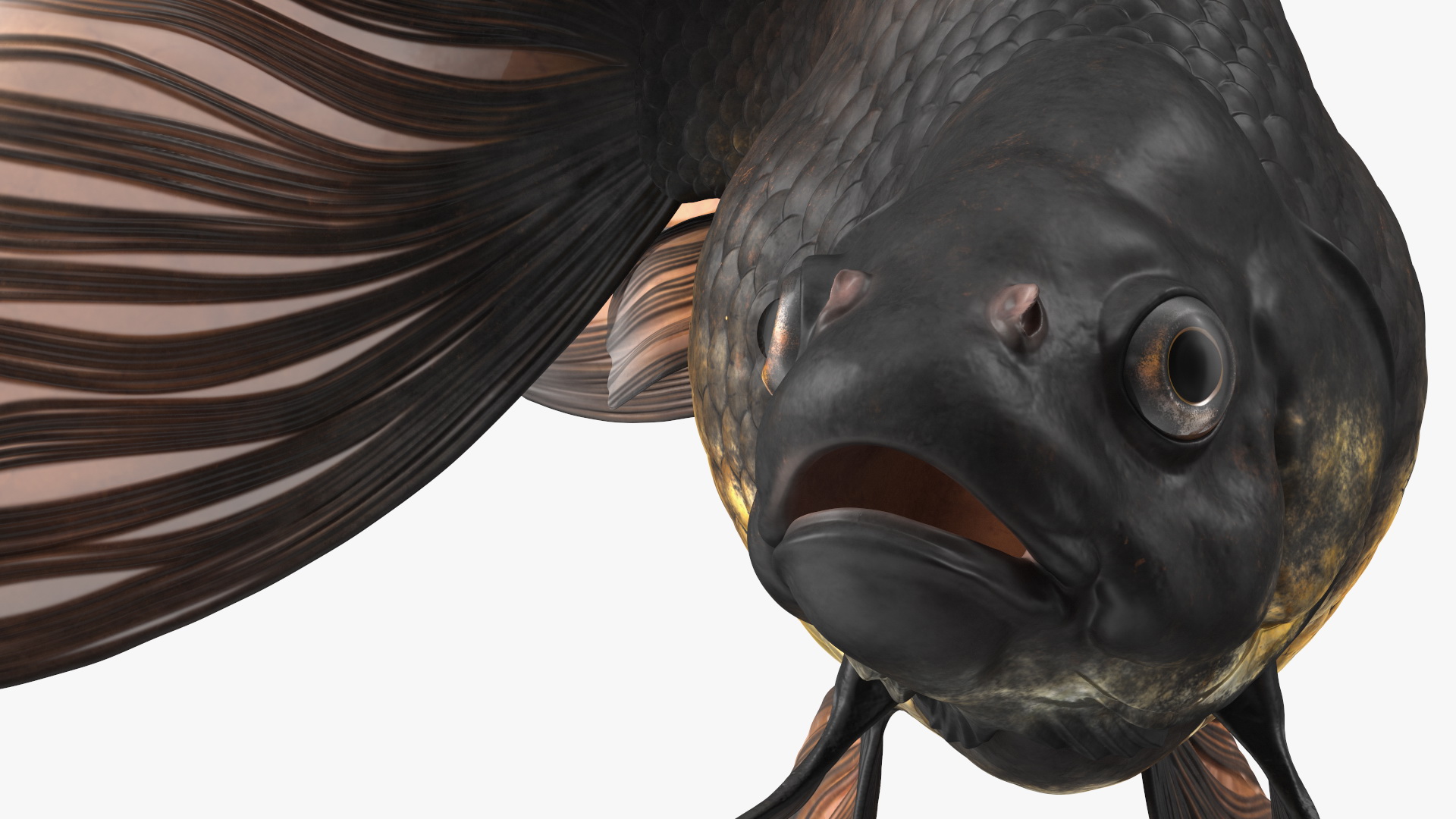 Black Moor Goldfish Swim 3D model