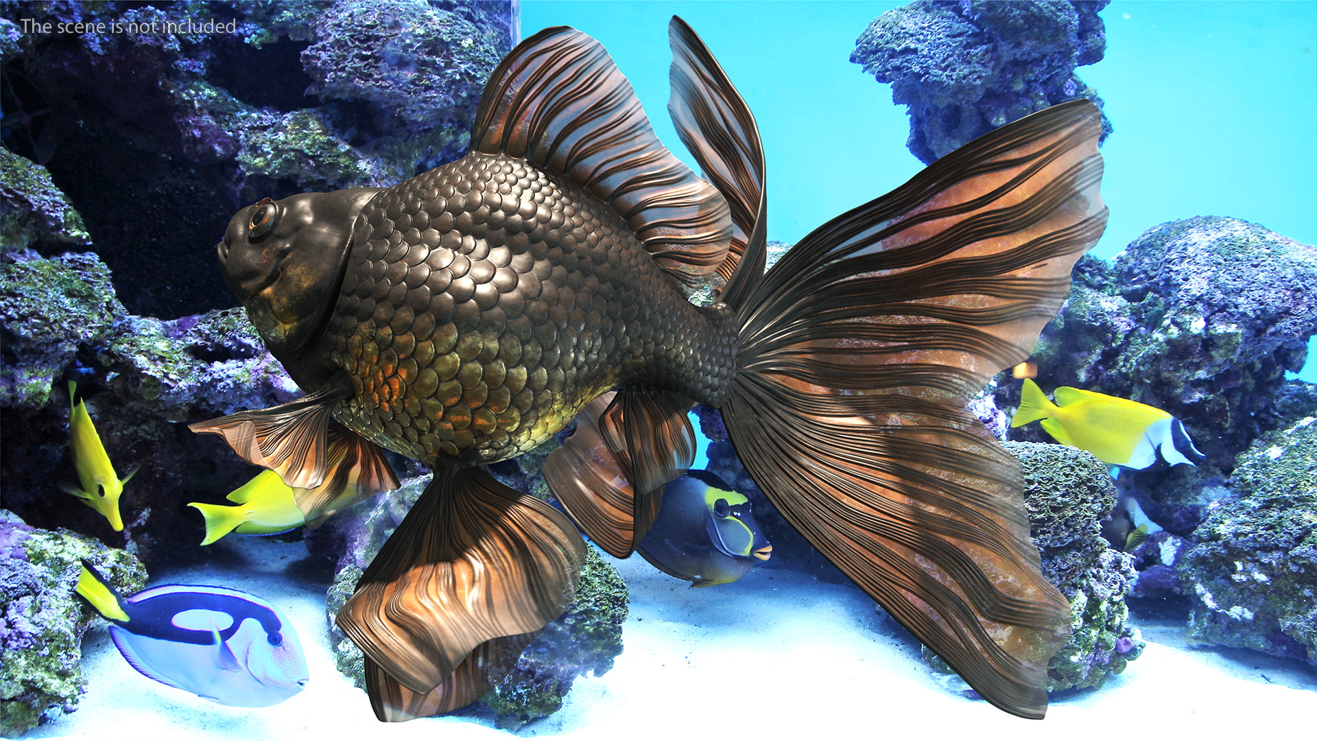 Black Moor Goldfish Swim 3D model