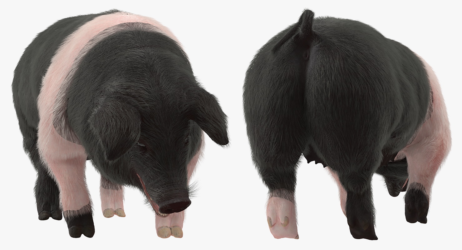 3D model Hampshire Pig Sow with Fur Standing Pose