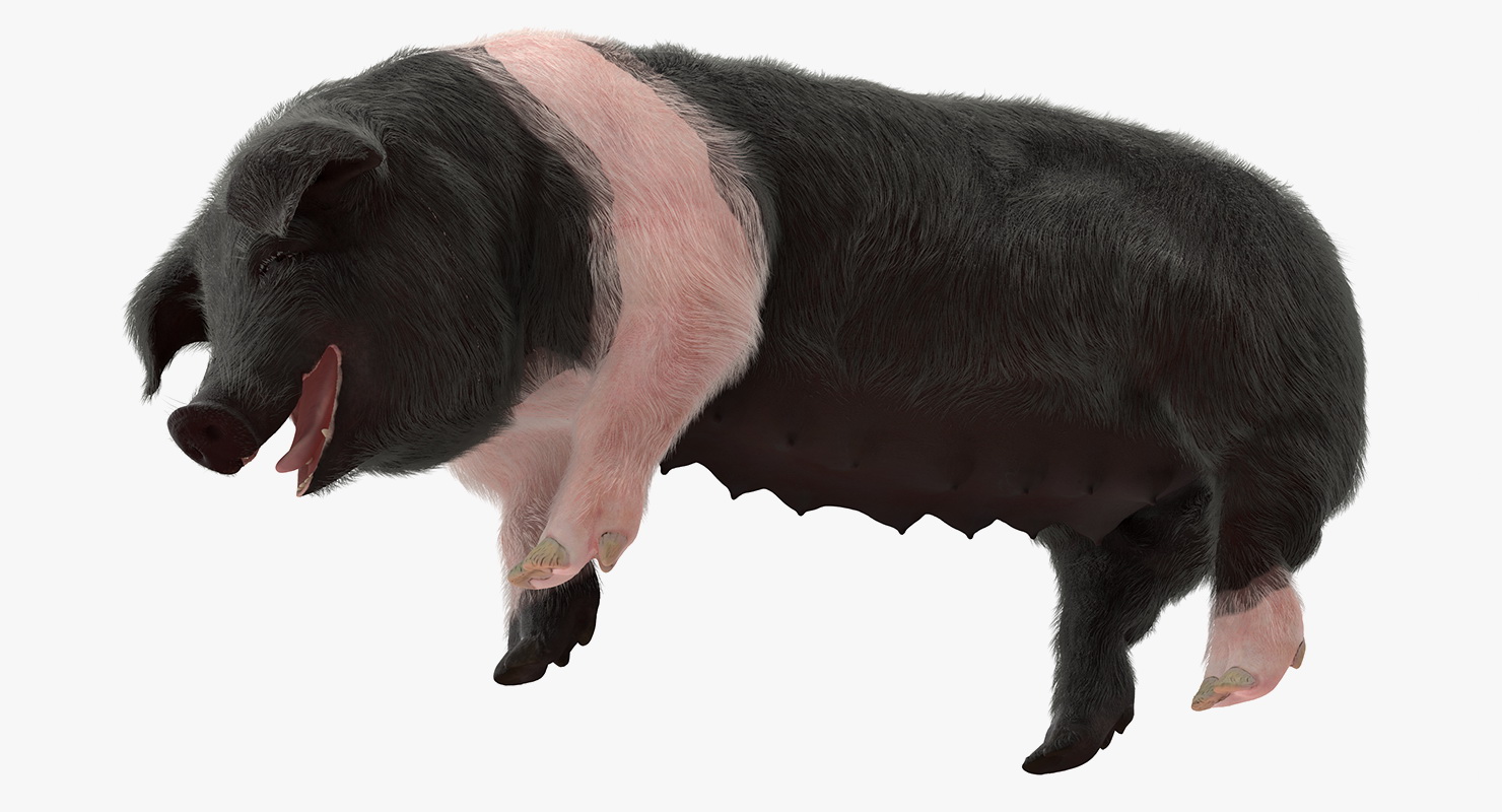 3D model Hampshire Pig Sow with Fur Standing Pose