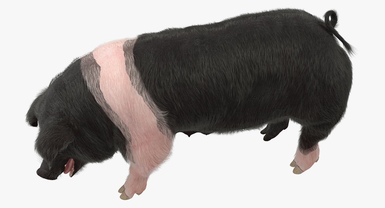 3D model Hampshire Pig Sow with Fur Standing Pose