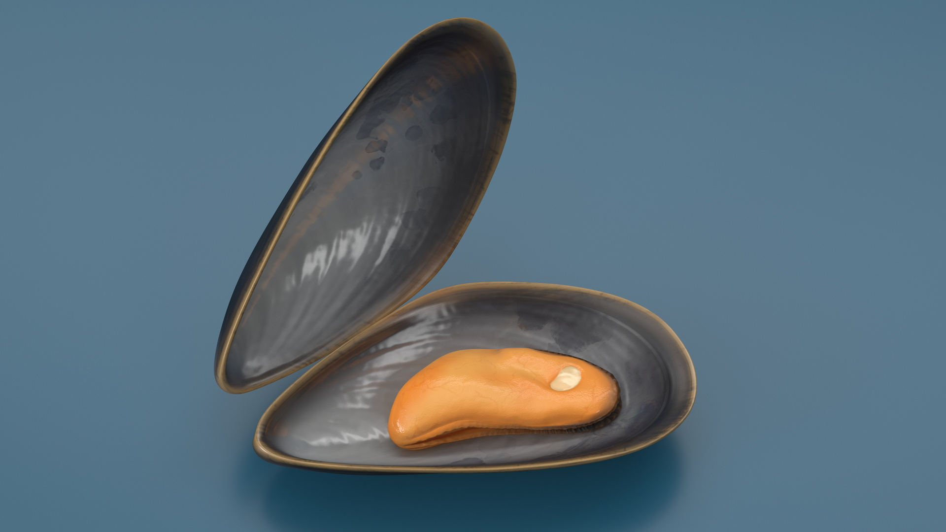 Boiled Sea Mussel 3D