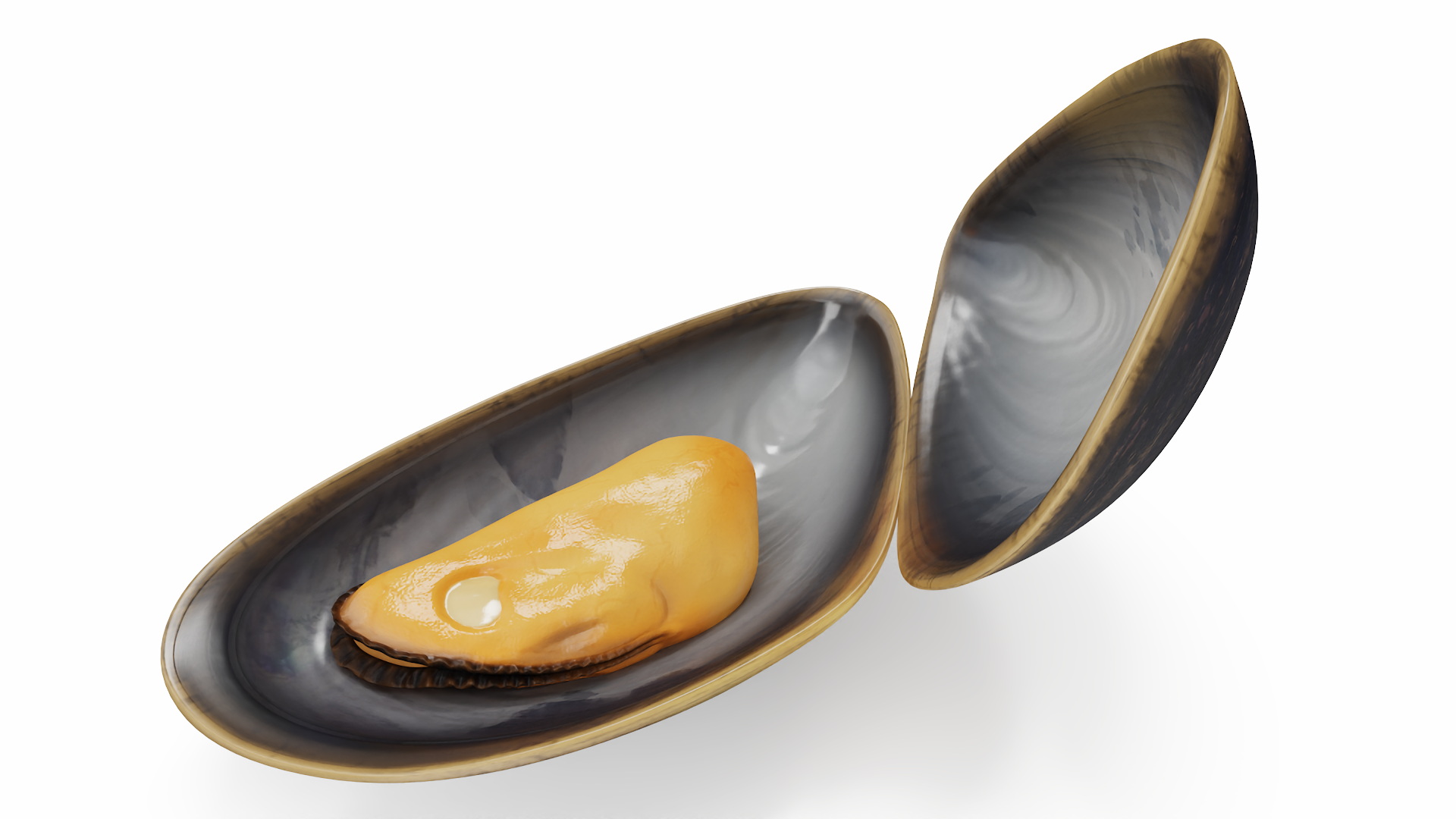 Boiled Sea Mussel 3D