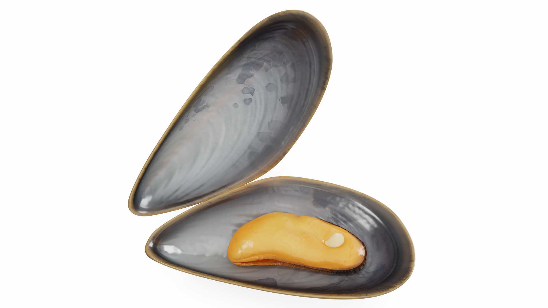 Boiled Sea Mussel 3D