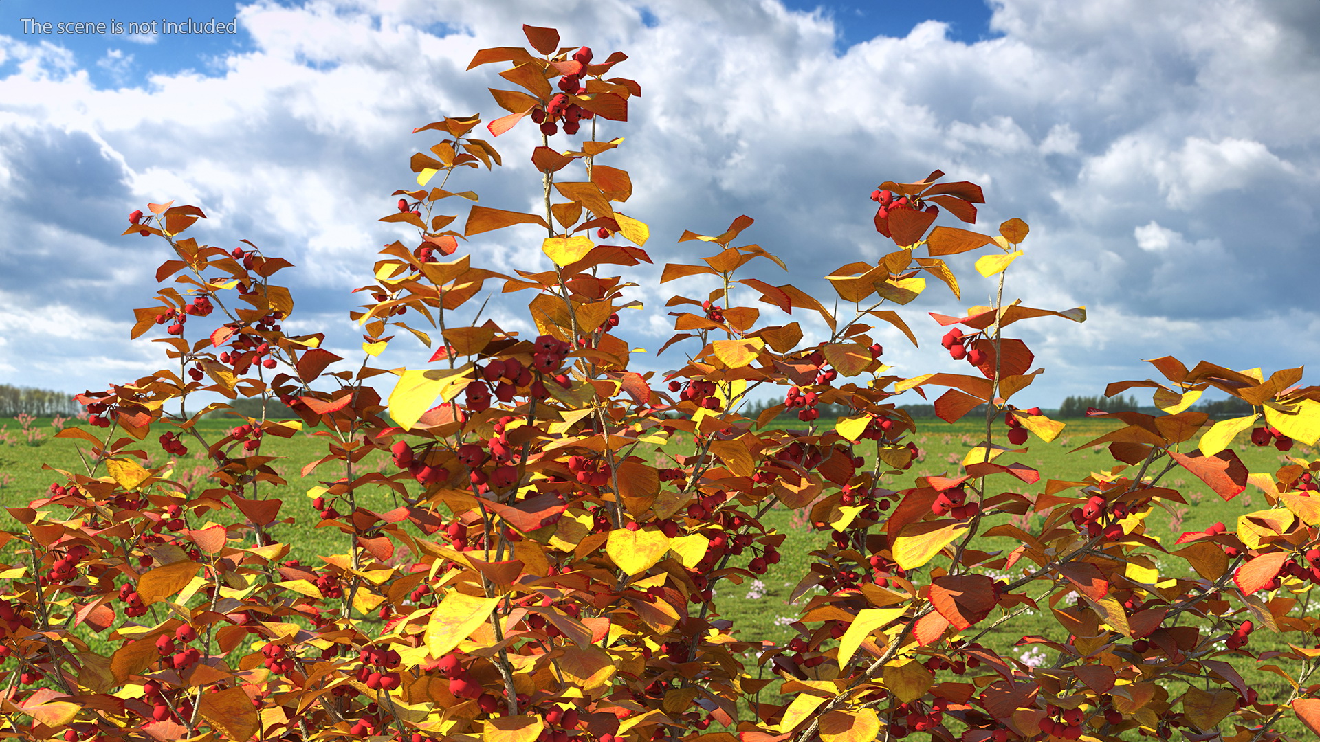 3D Autumn Cockpur Hawthorn with Berries