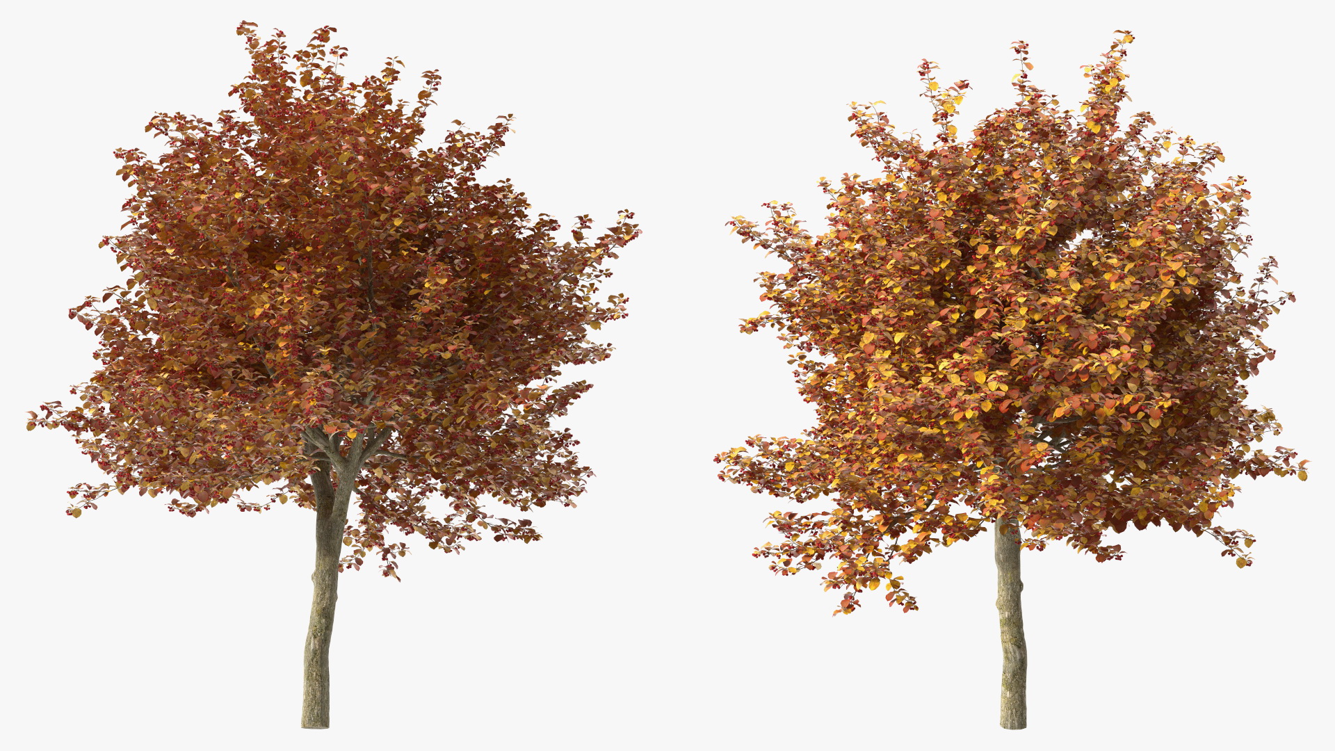 3D Autumn Cockpur Hawthorn with Berries