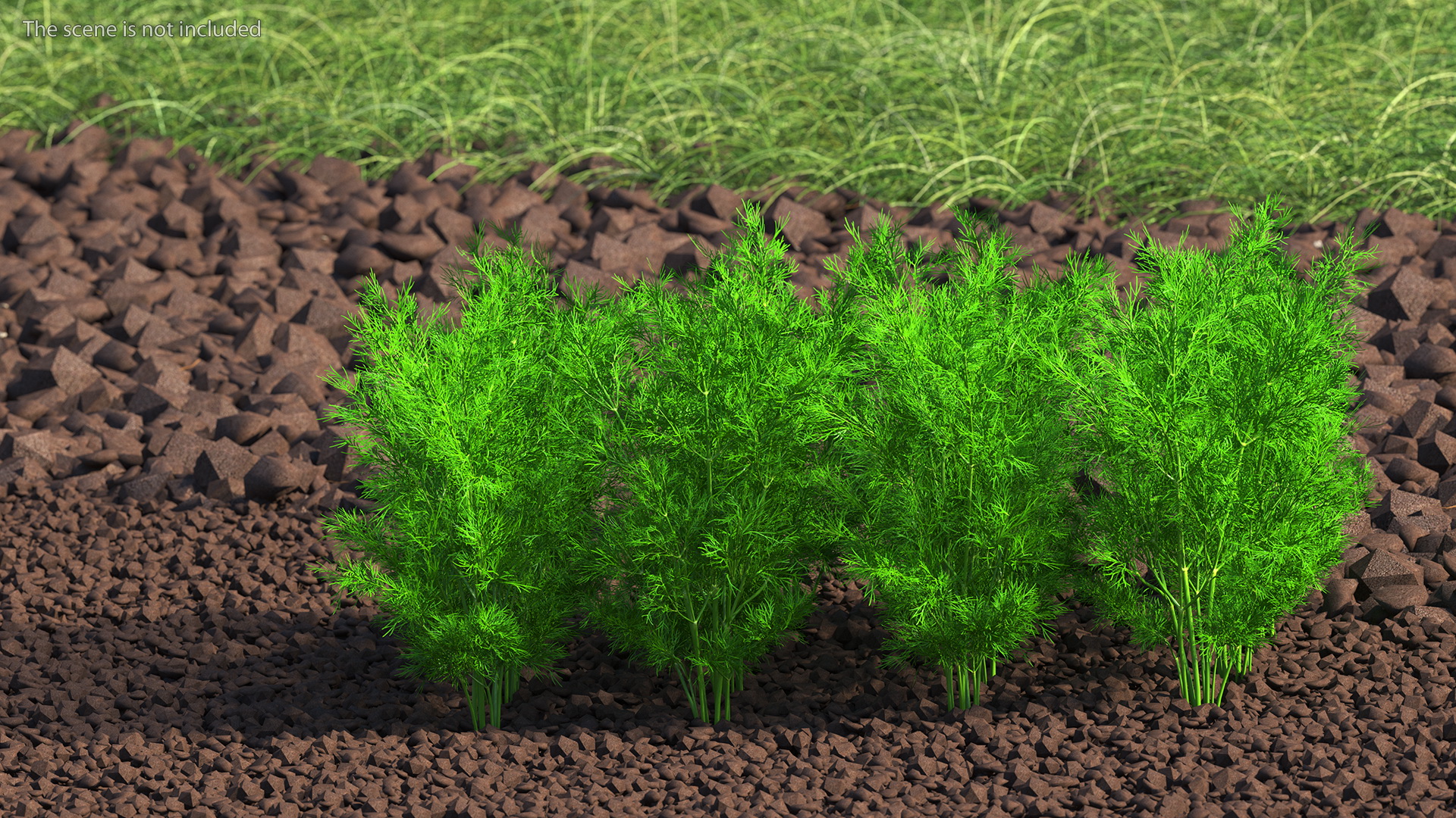 3D model Dill Garden Bed