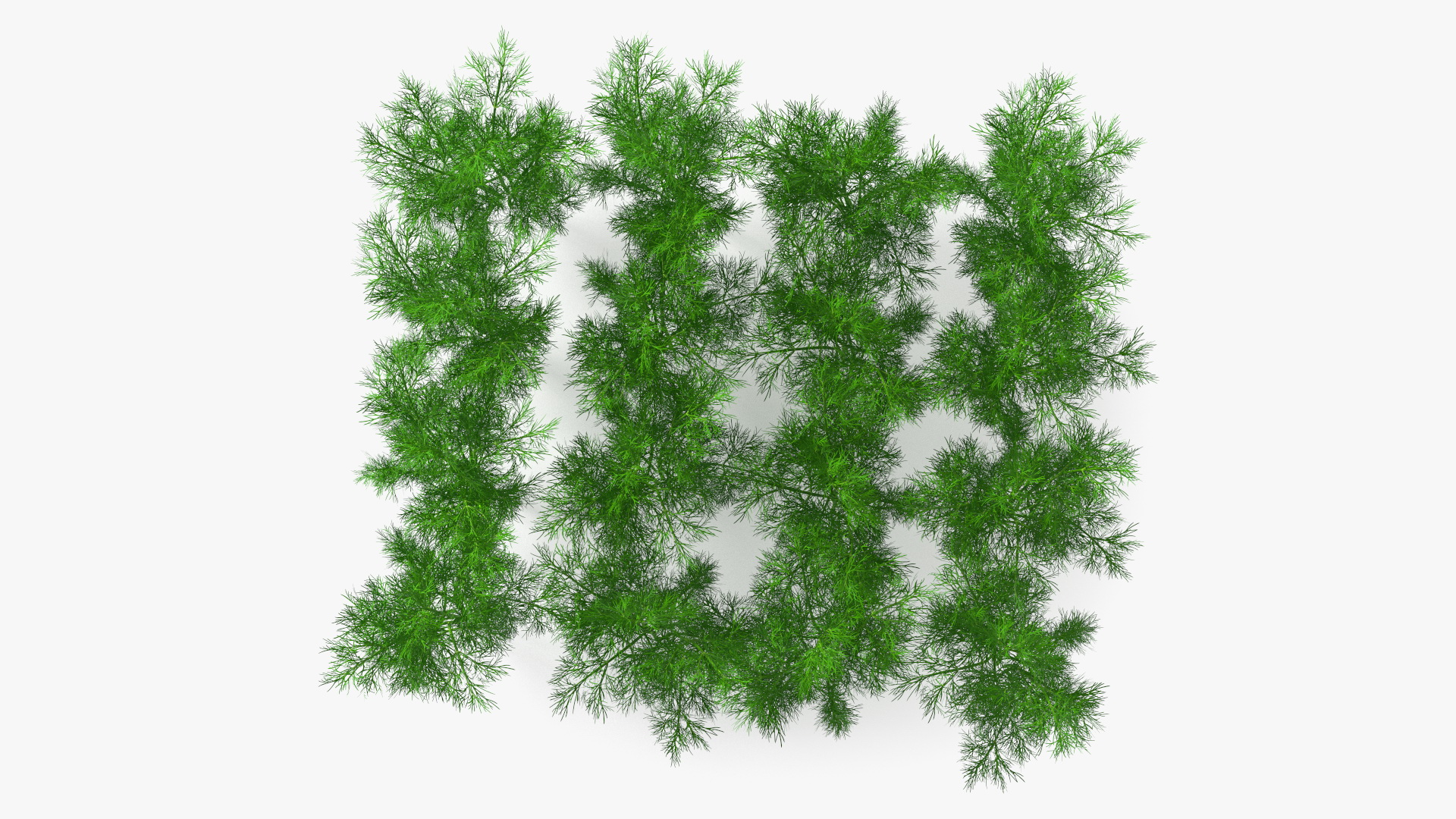 3D model Dill Garden Bed