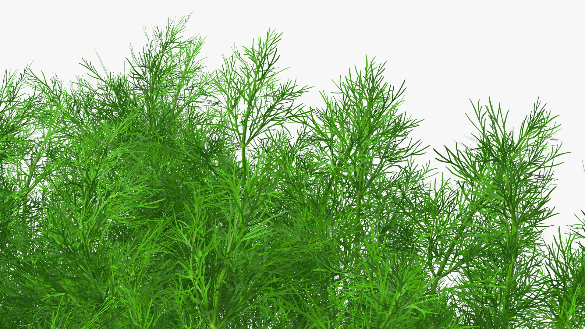 3D model Dill Garden Bed