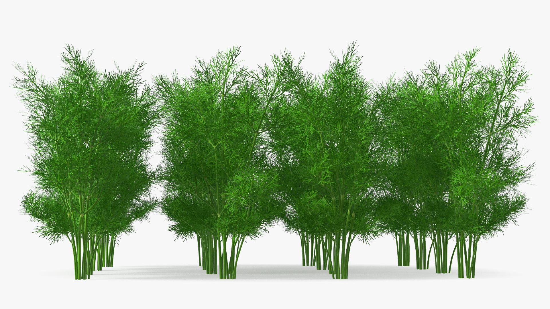 3D model Dill Garden Bed