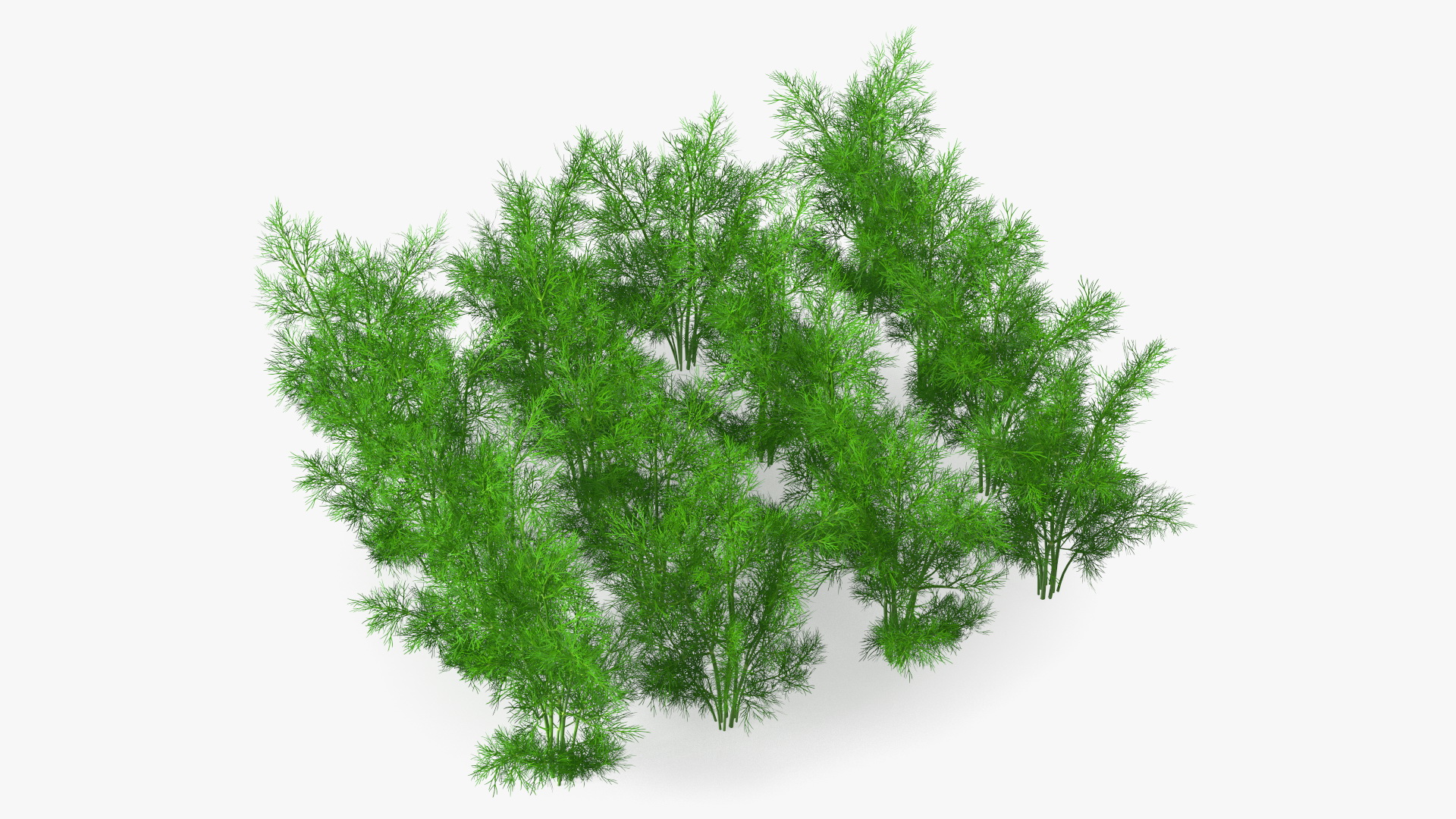 3D model Dill Garden Bed