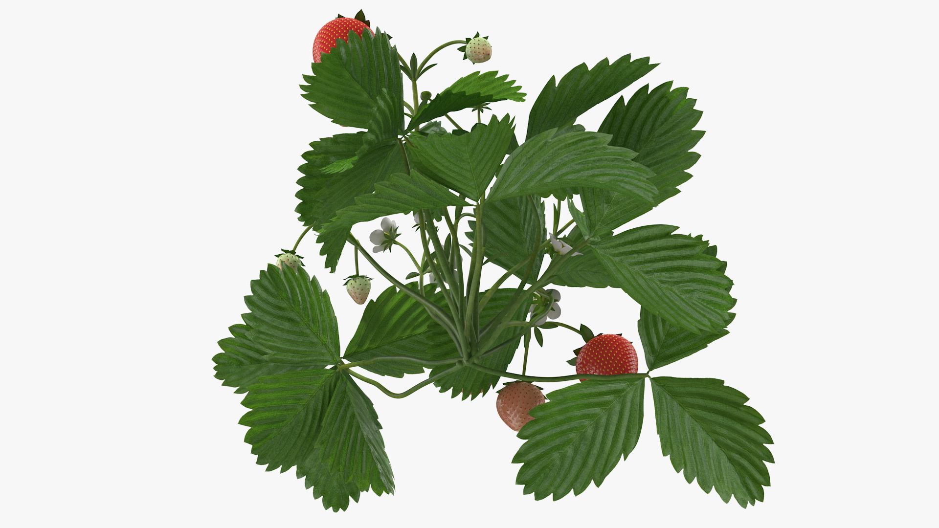 3D model Garden Strawberry Plant with Fruits