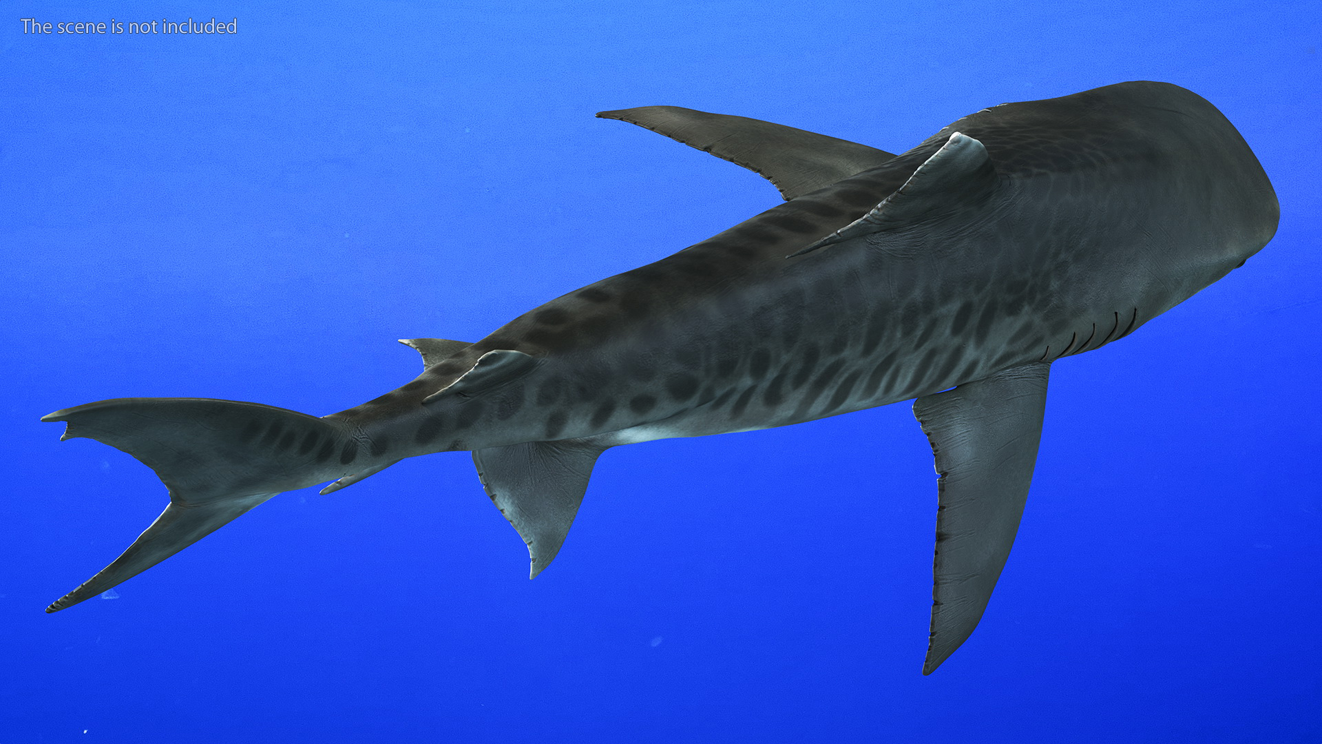 3D Tiger Shark