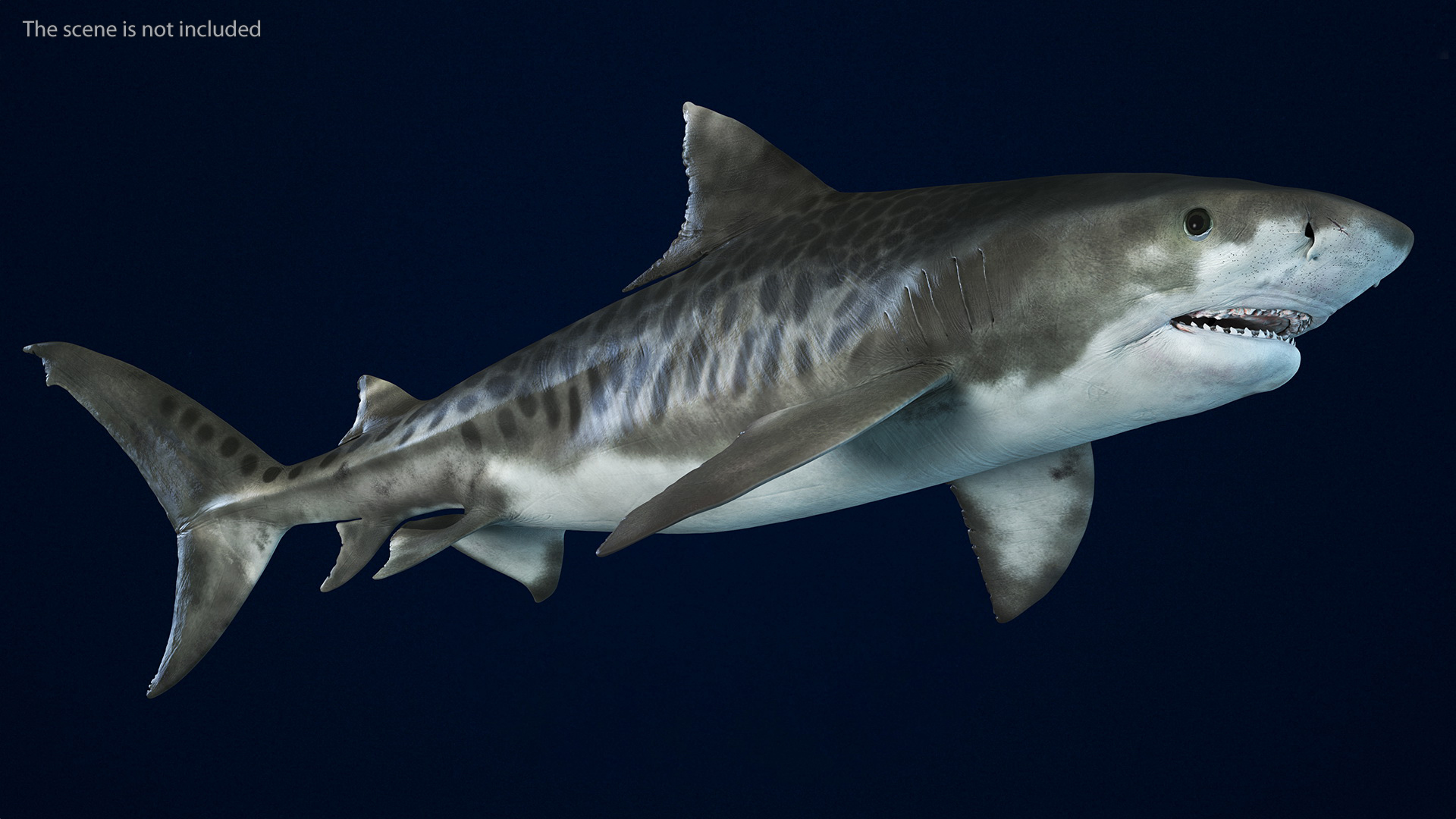 3D Tiger Shark