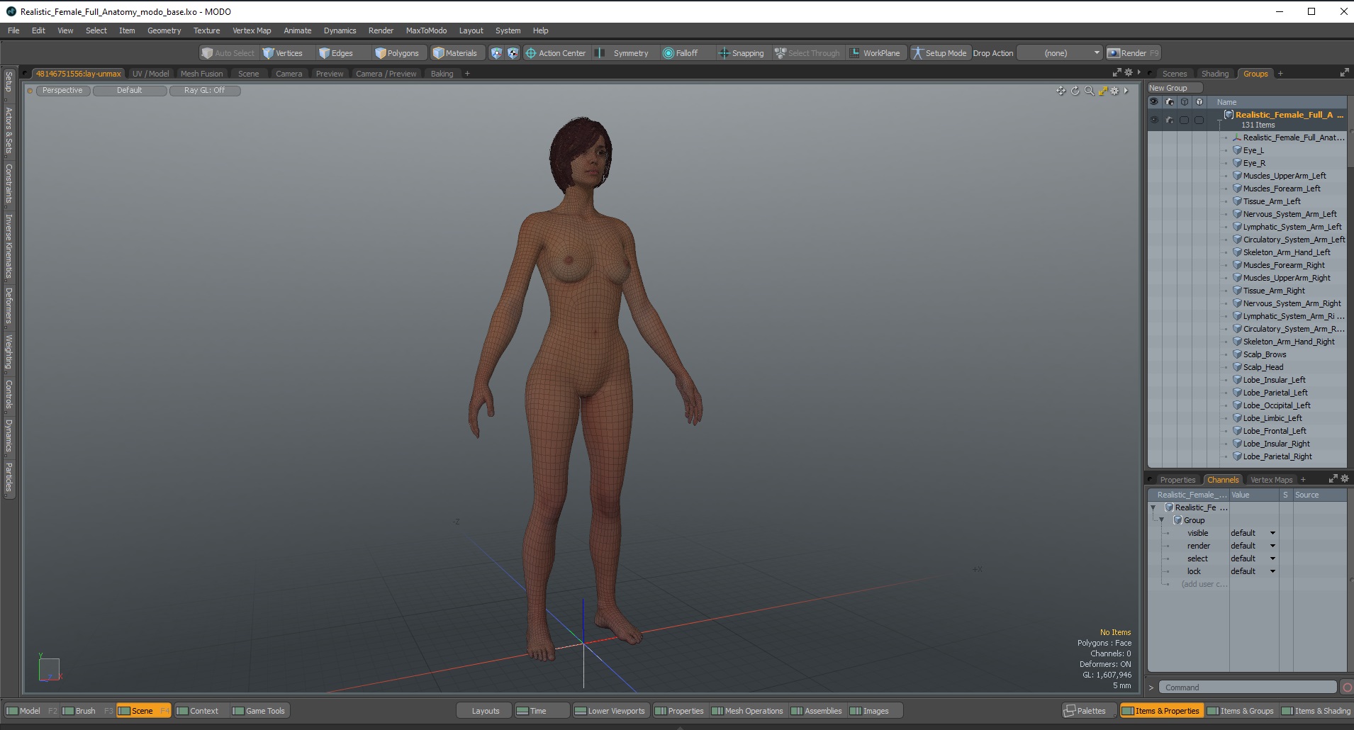 Realistic Female Full Anatomy 3D model