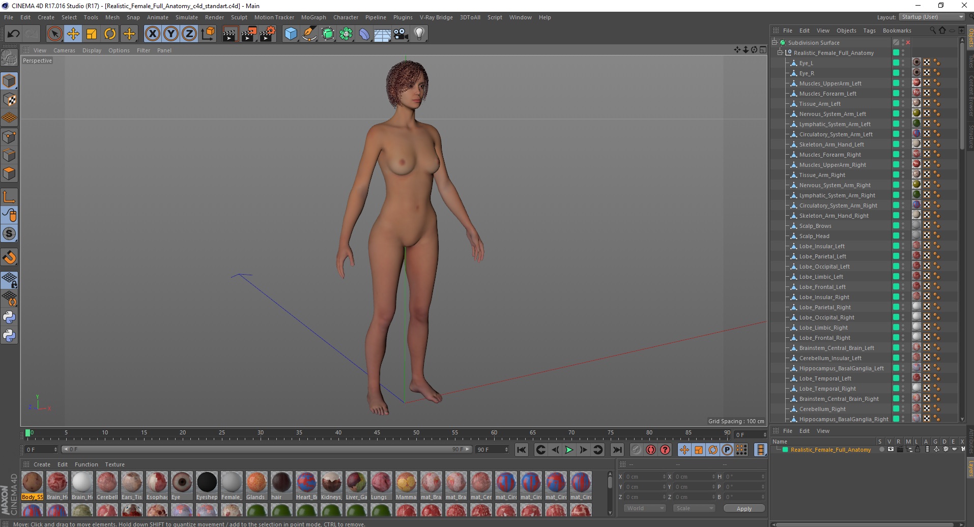 Realistic Female Full Anatomy 3D model