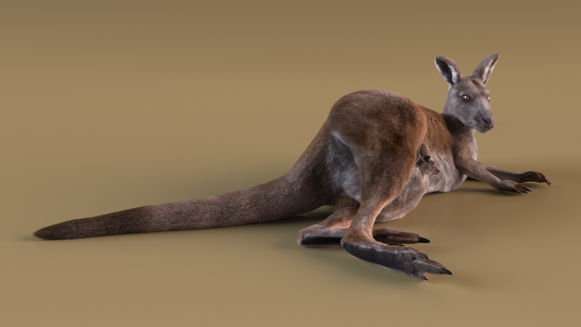 3D model Mother Kangaroo with Baby Lying Fur