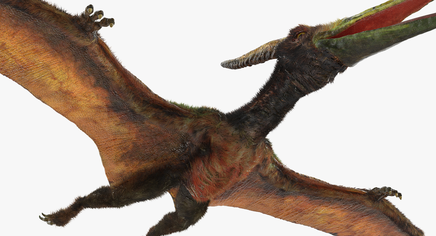 3D Pteranodon Flying Carnivorous Reptile Rigged with Fur model