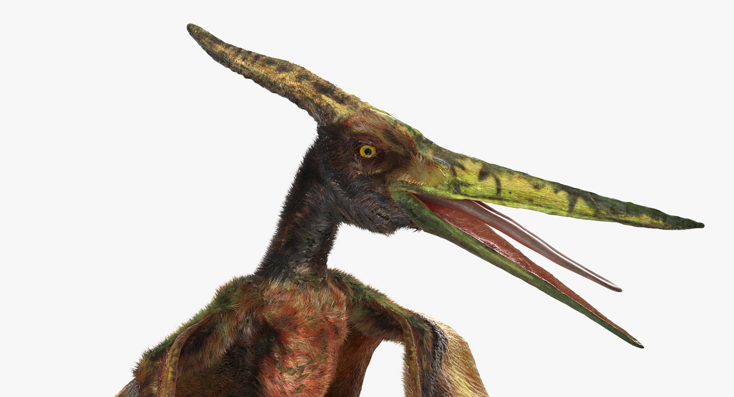 3D Pteranodon Flying Carnivorous Reptile Rigged with Fur model