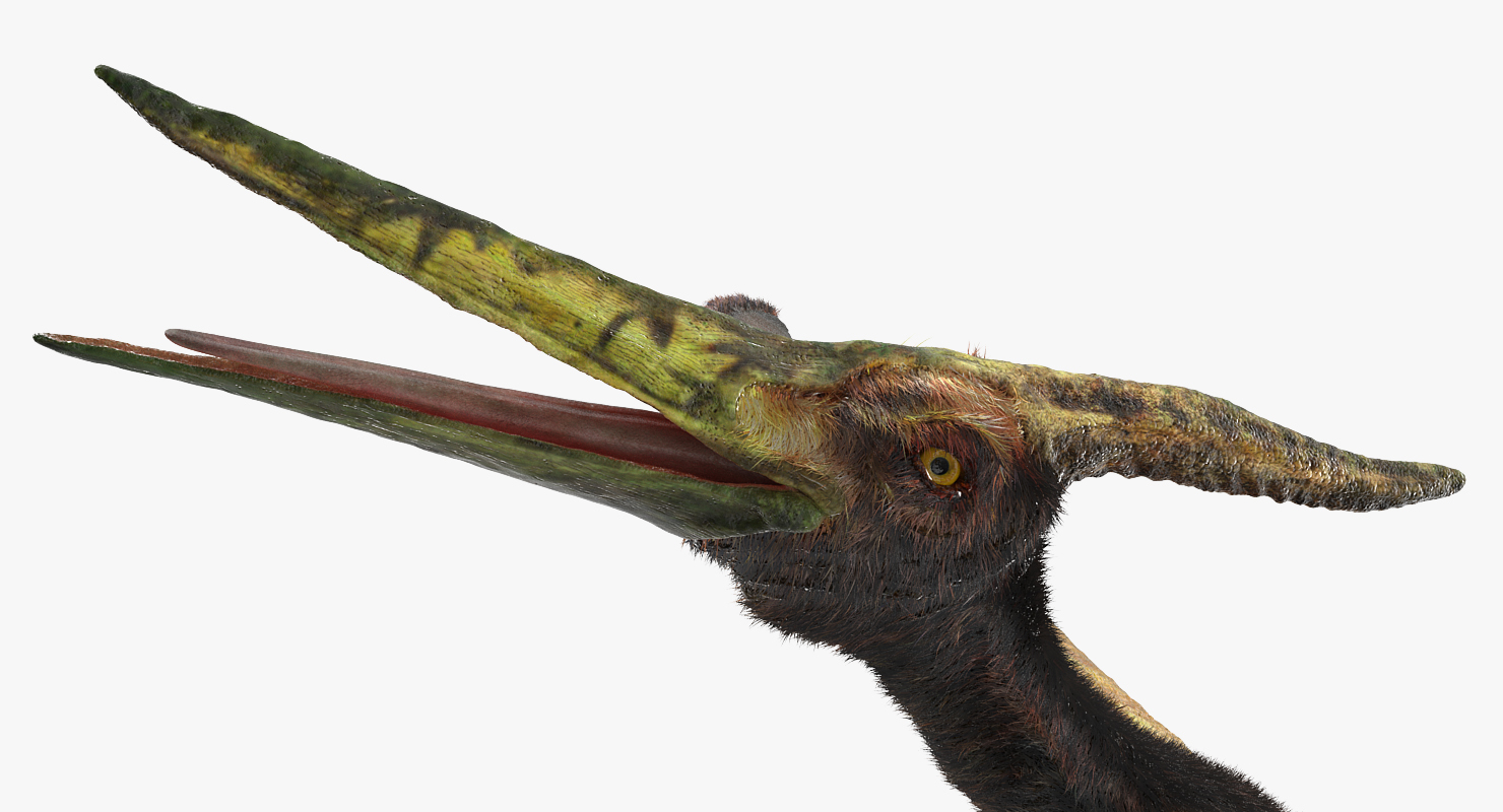 3D Pteranodon Flying Carnivorous Reptile Rigged with Fur model