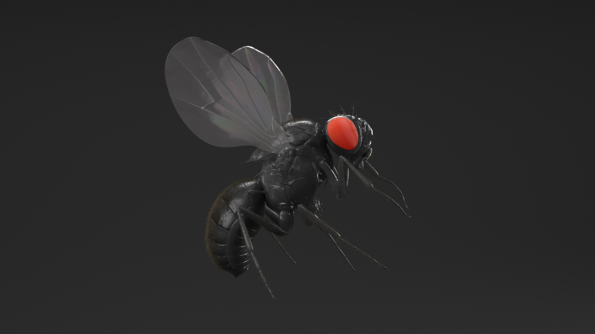 Drosophila Fly Black In Flight Fur 3D model