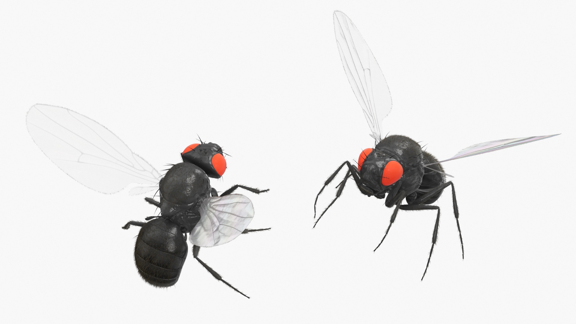 Drosophila Fly Black In Flight Fur 3D model