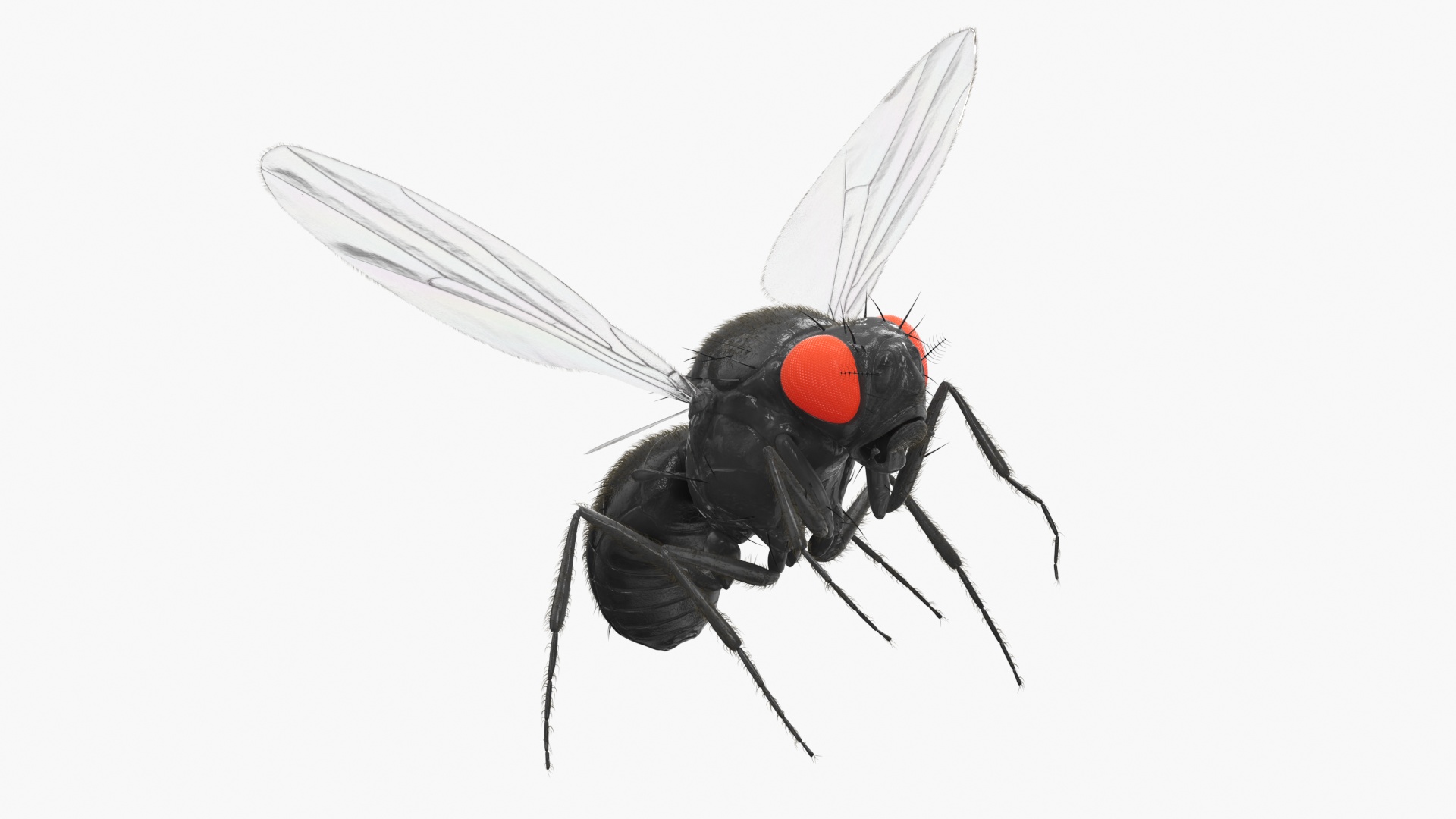 Drosophila Fly Black In Flight Fur 3D model