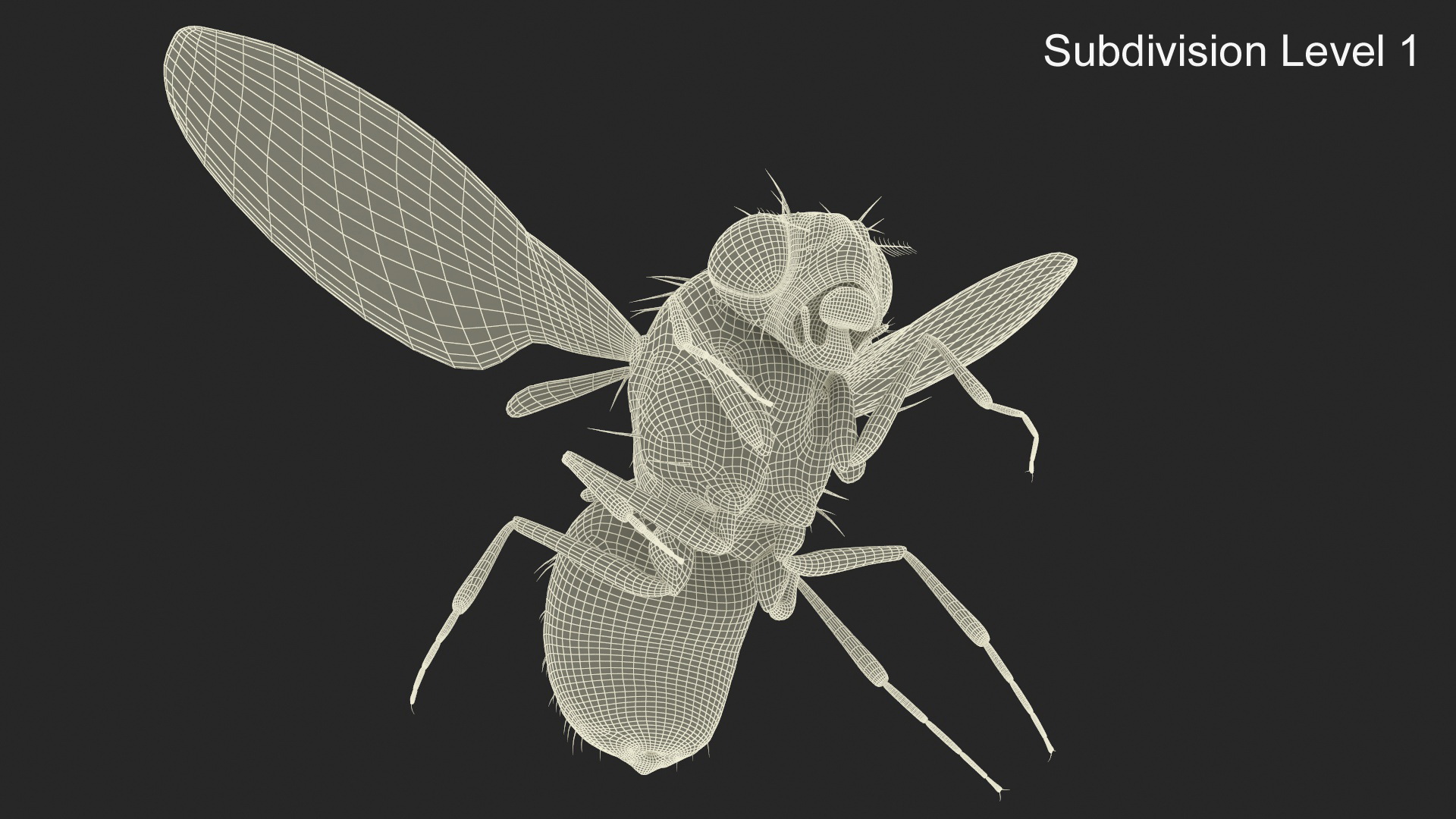 Drosophila Fly Black In Flight Fur 3D model