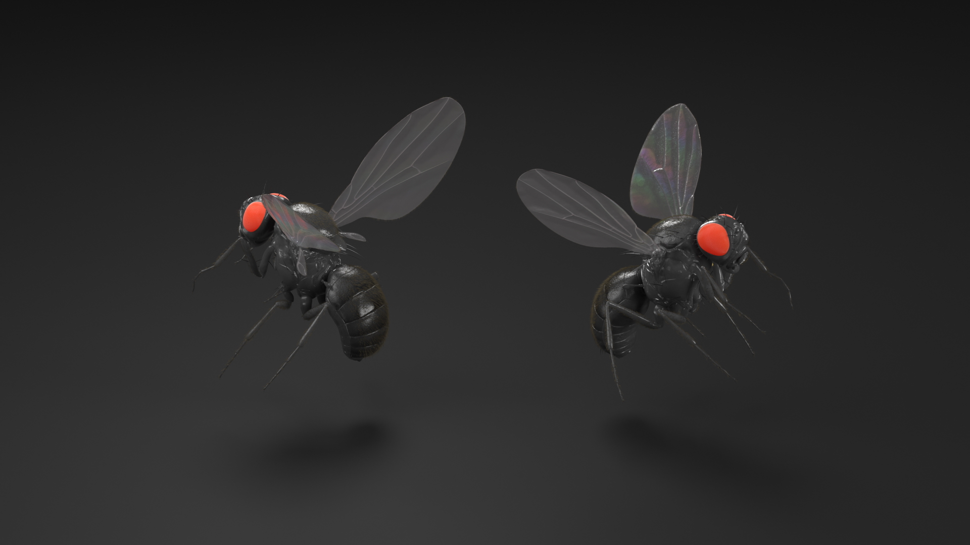 Drosophila Fly Black In Flight Fur 3D model