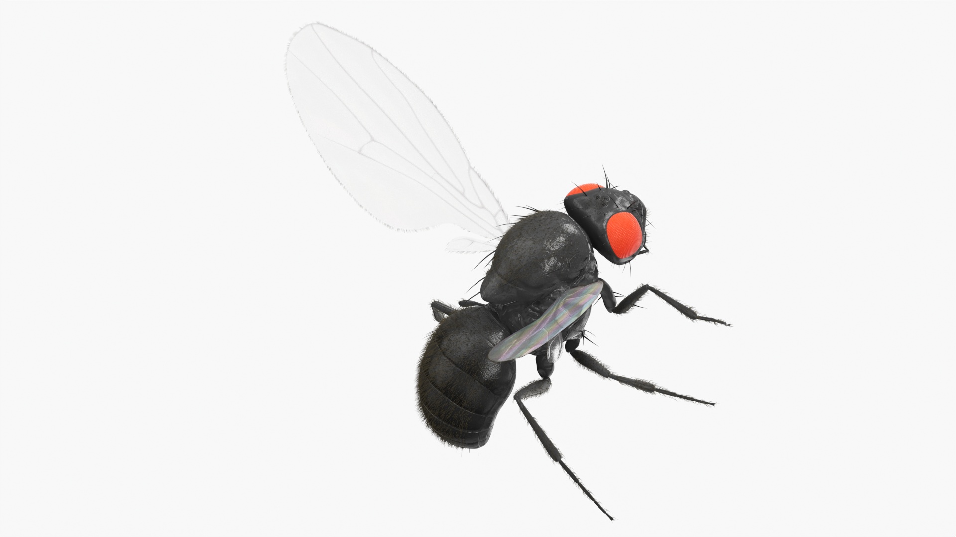 Drosophila Fly Black In Flight Fur 3D model