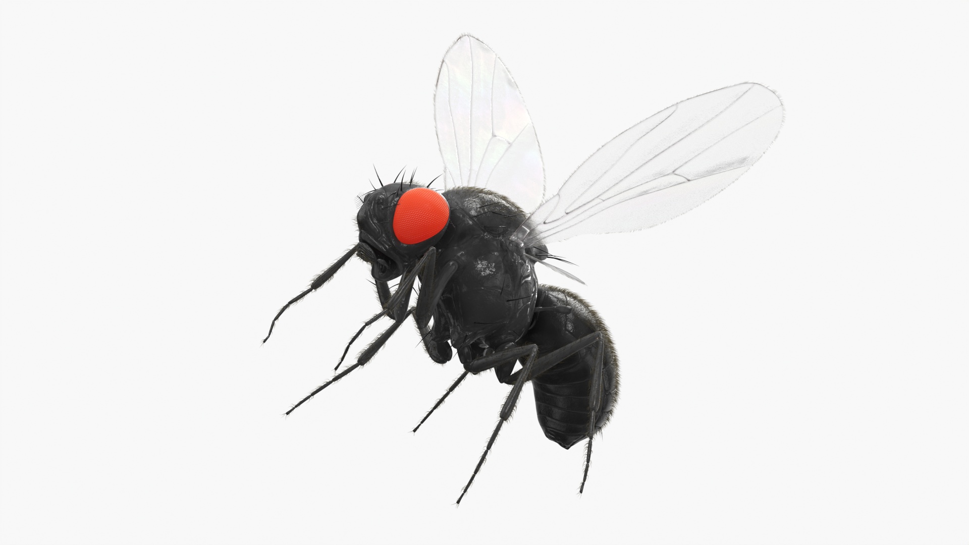 Drosophila Fly Black In Flight Fur 3D model