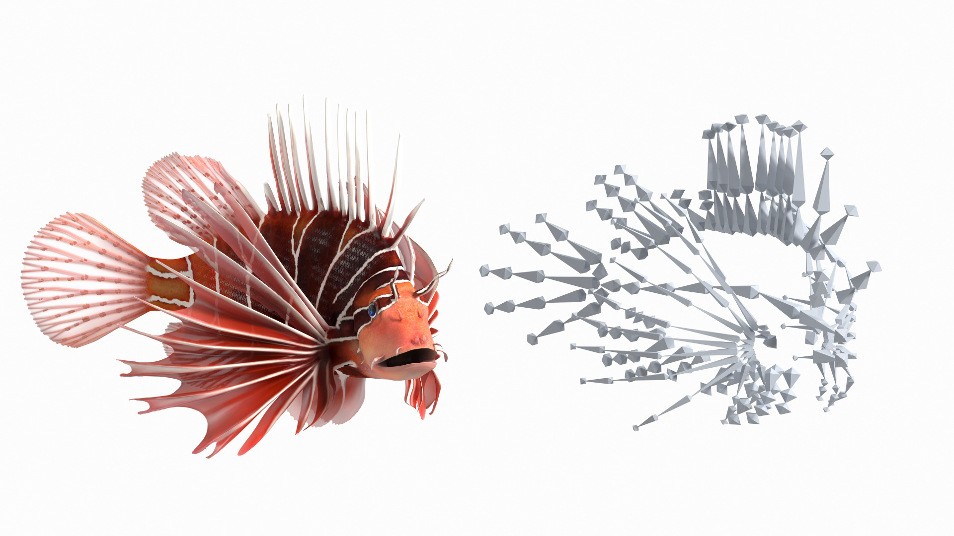 3D Clearfin Lionfish Rigged for Modo model