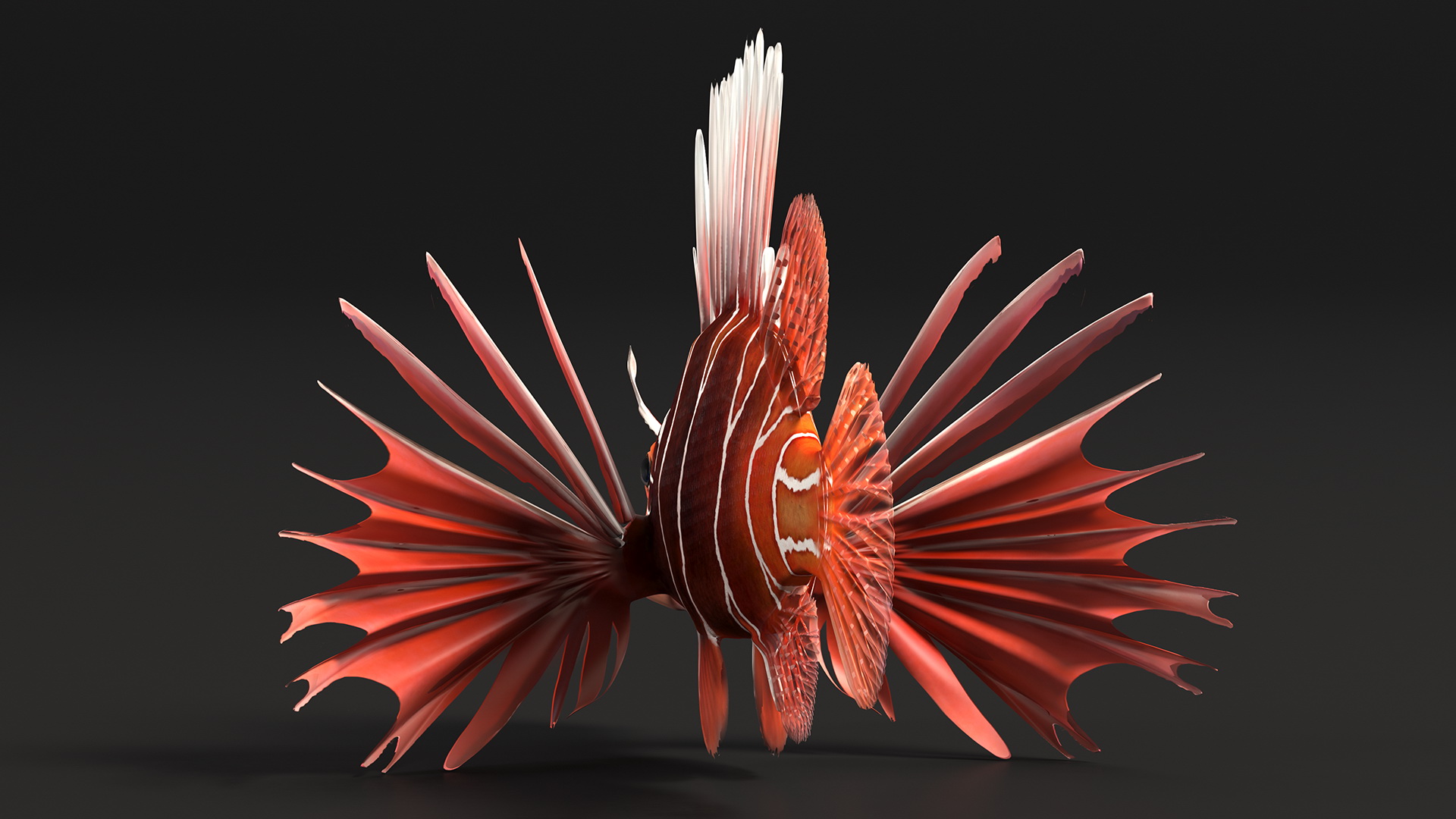 3D Clearfin Lionfish Rigged for Modo model