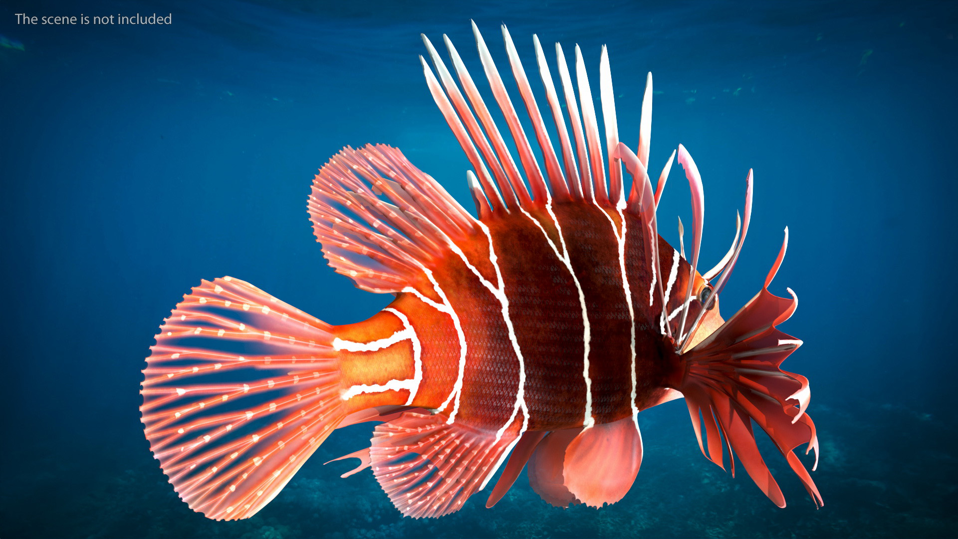 3D Clearfin Lionfish Rigged for Modo model