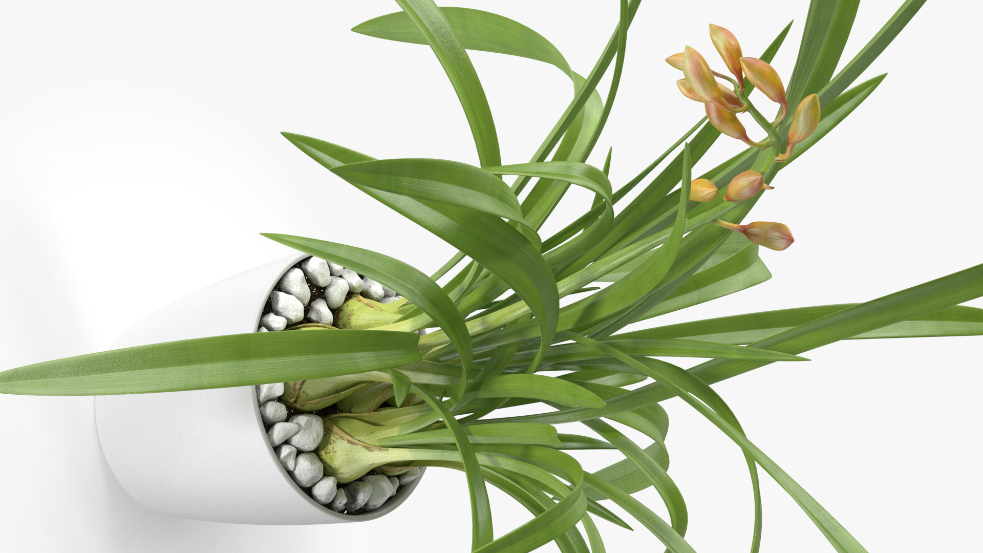 Young Orchid Pot Plant 3D