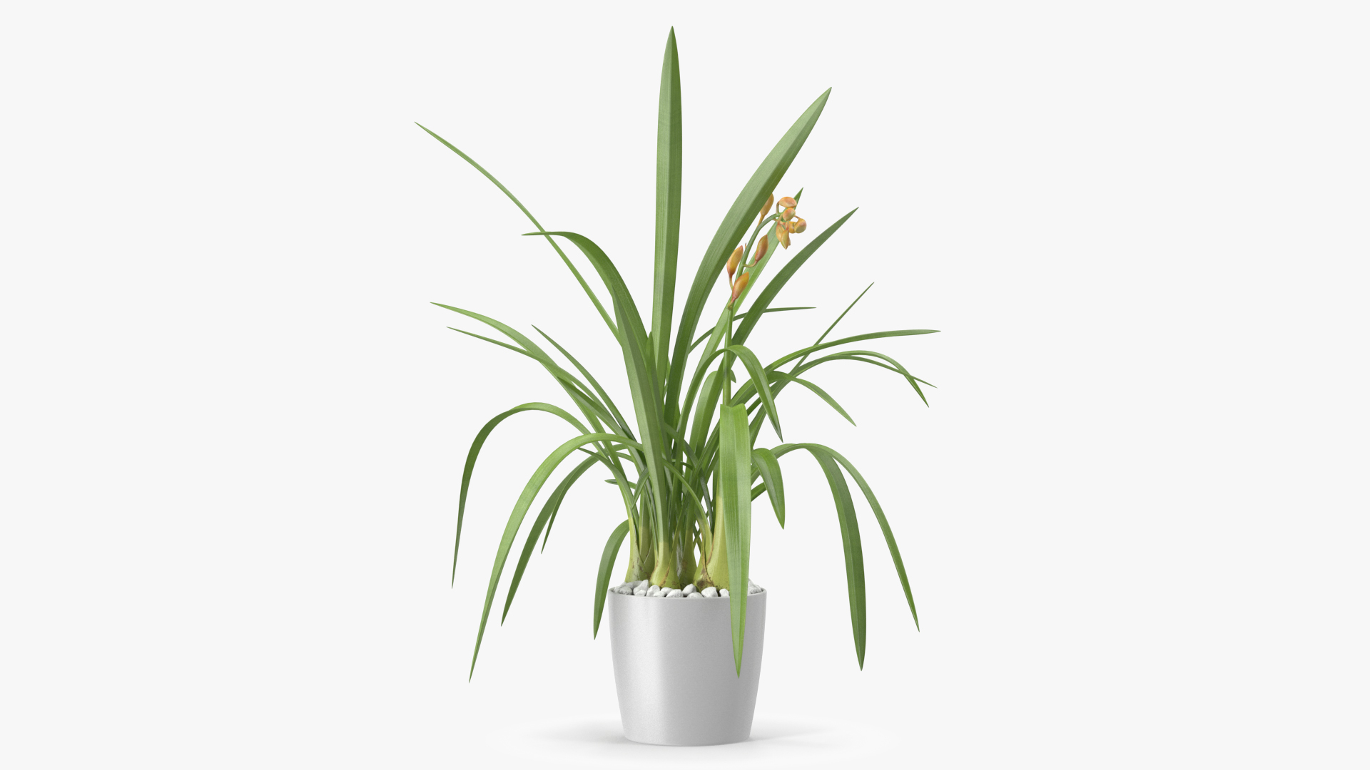 Young Orchid Pot Plant 3D