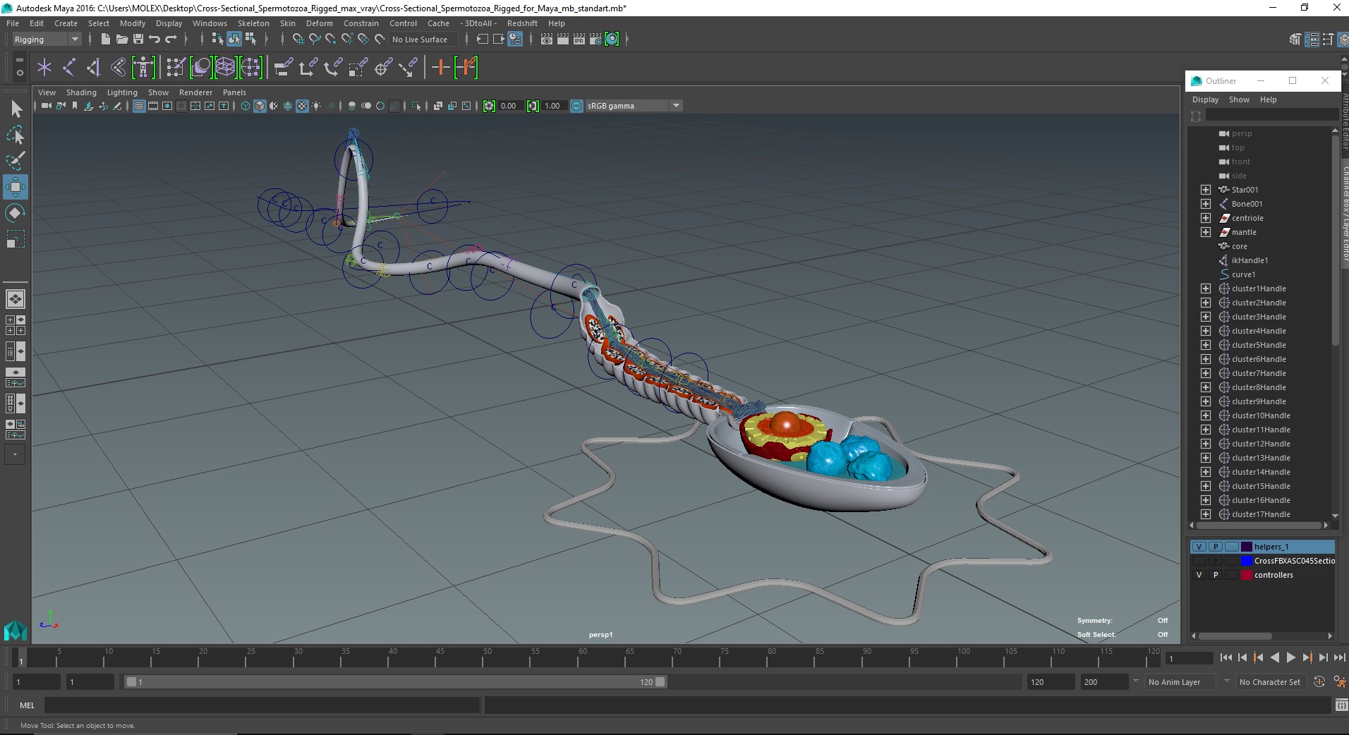 3D Cross-Sectional Spermotozoa Rigged for Maya model