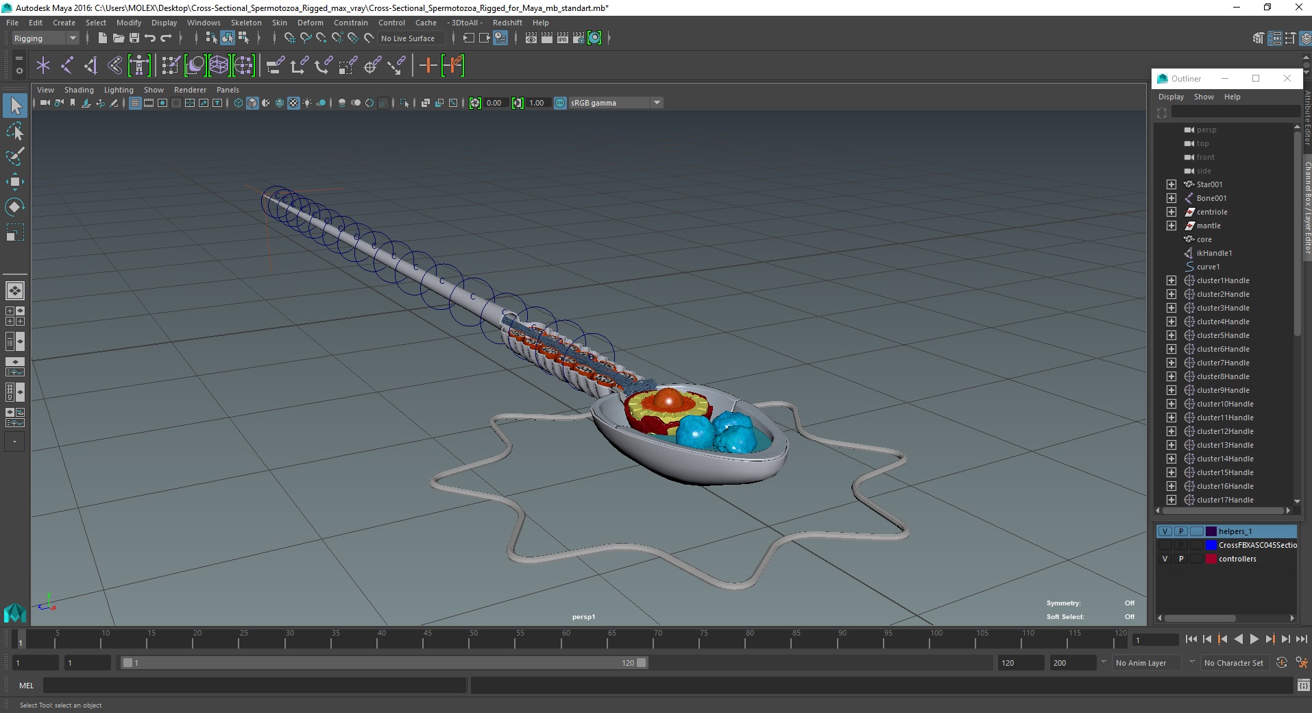 3D Cross-Sectional Spermotozoa Rigged for Maya model