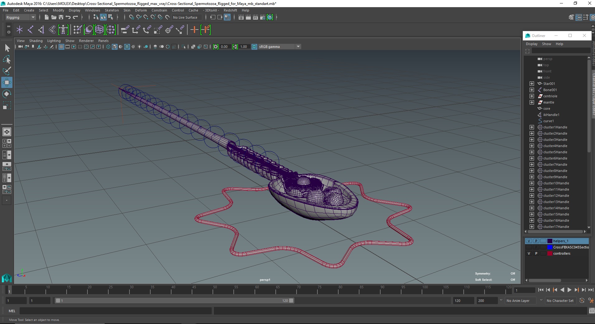 3D Cross-Sectional Spermotozoa Rigged for Maya model