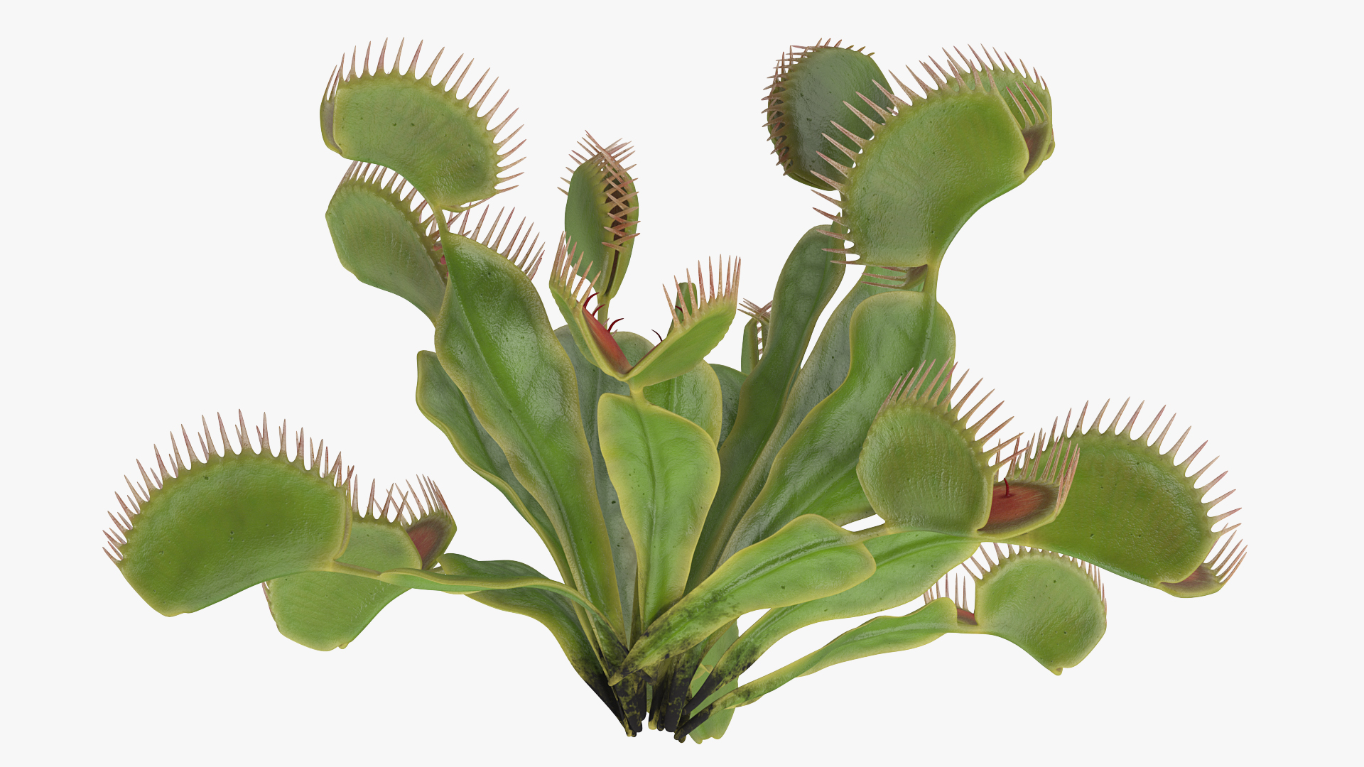 Venus Flytrap Dionaea Muscipula Plant 3D