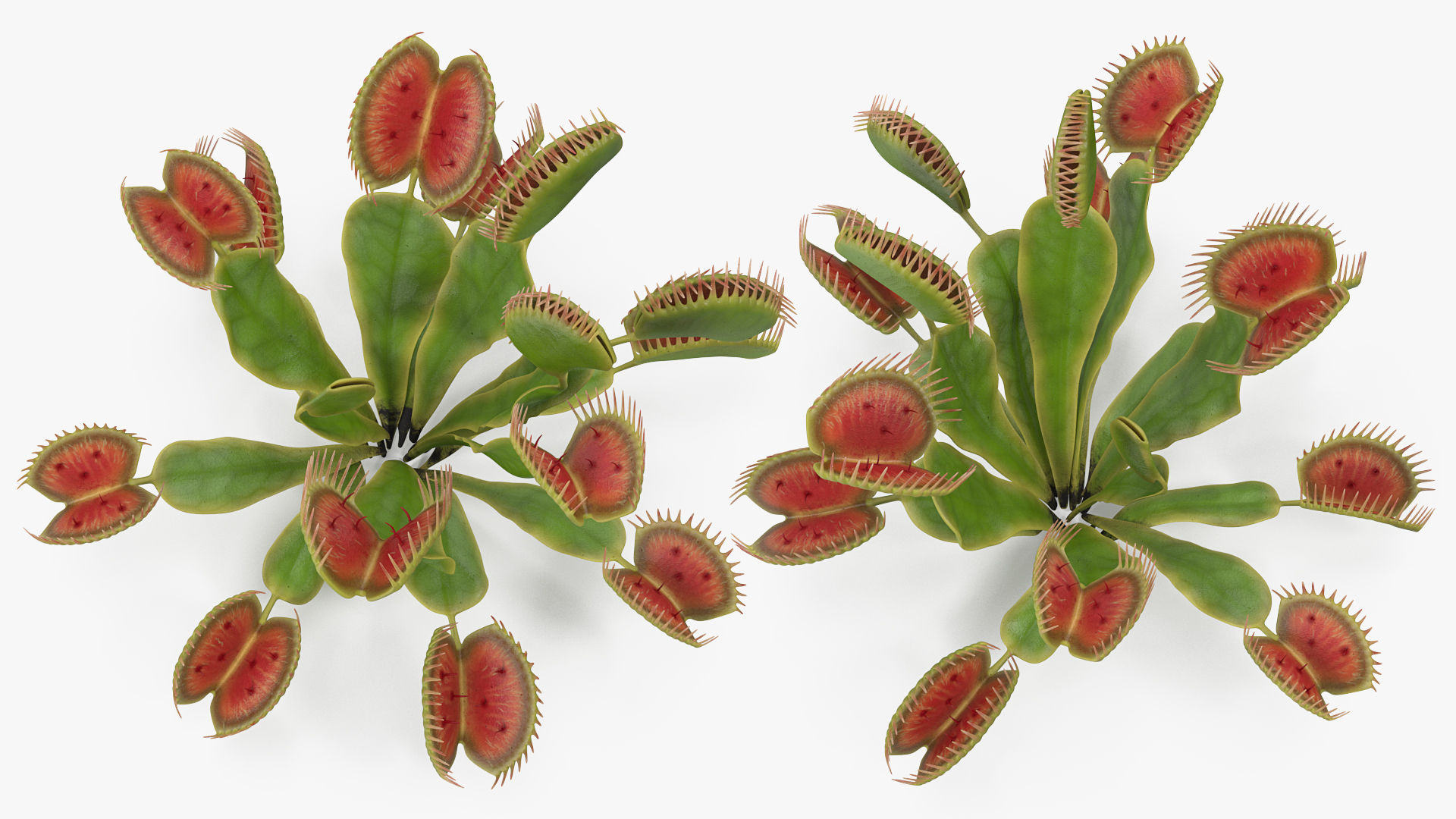 Venus Flytrap Dionaea Muscipula Plant 3D