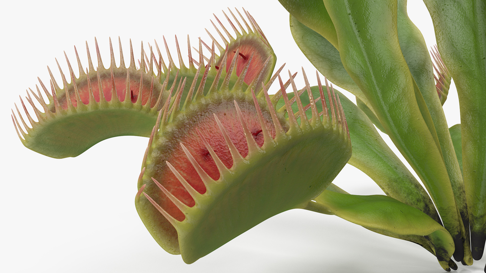 Venus Flytrap Dionaea Muscipula Plant 3D