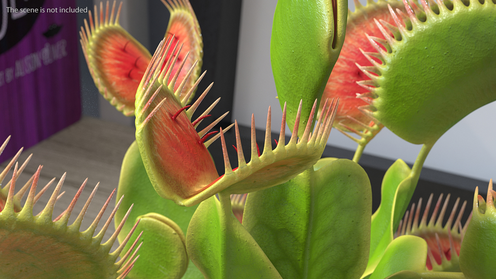 Venus Flytrap Dionaea Muscipula Plant 3D