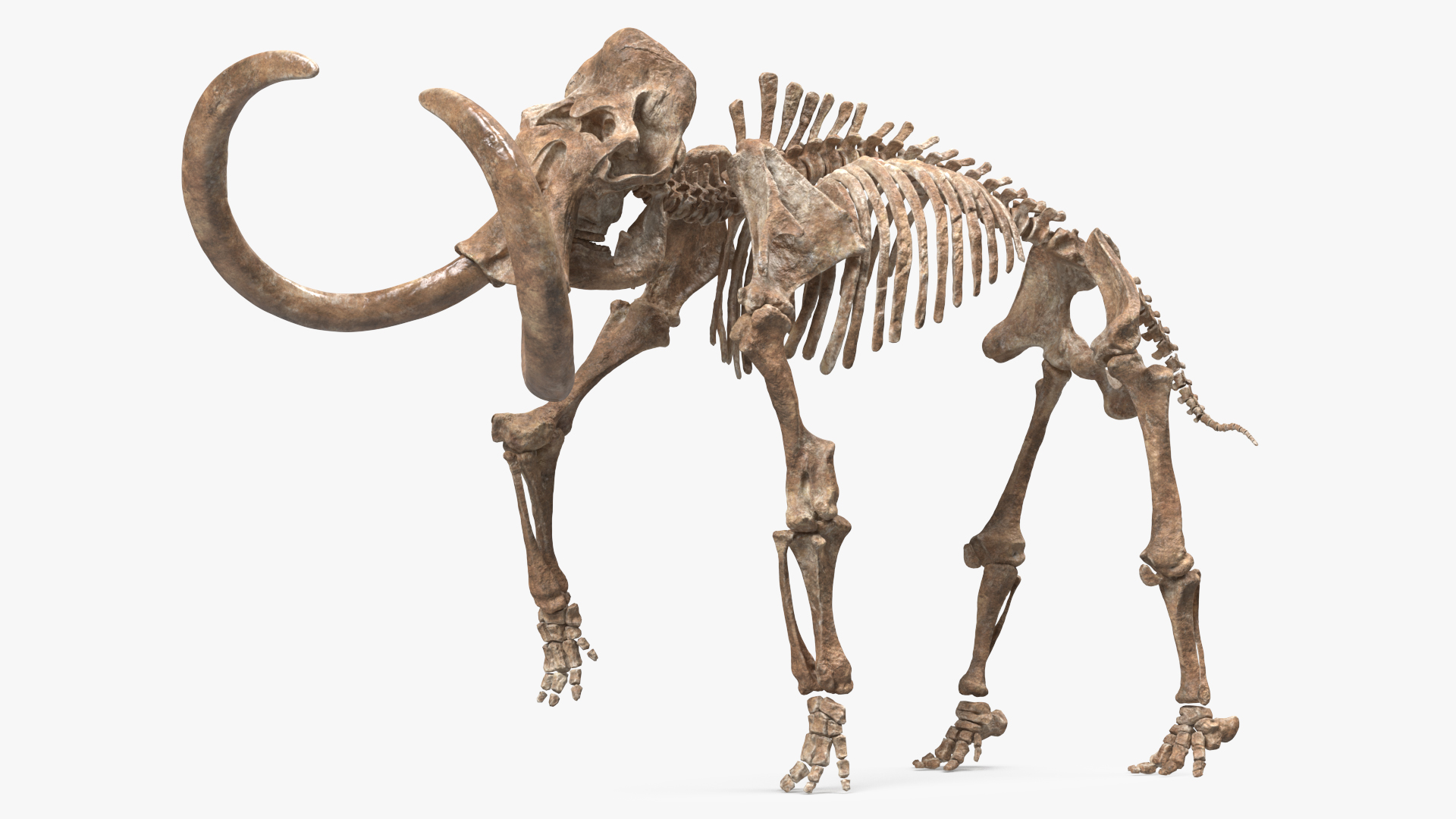 3D Mammoth Skeleton Old Bones Rigged model