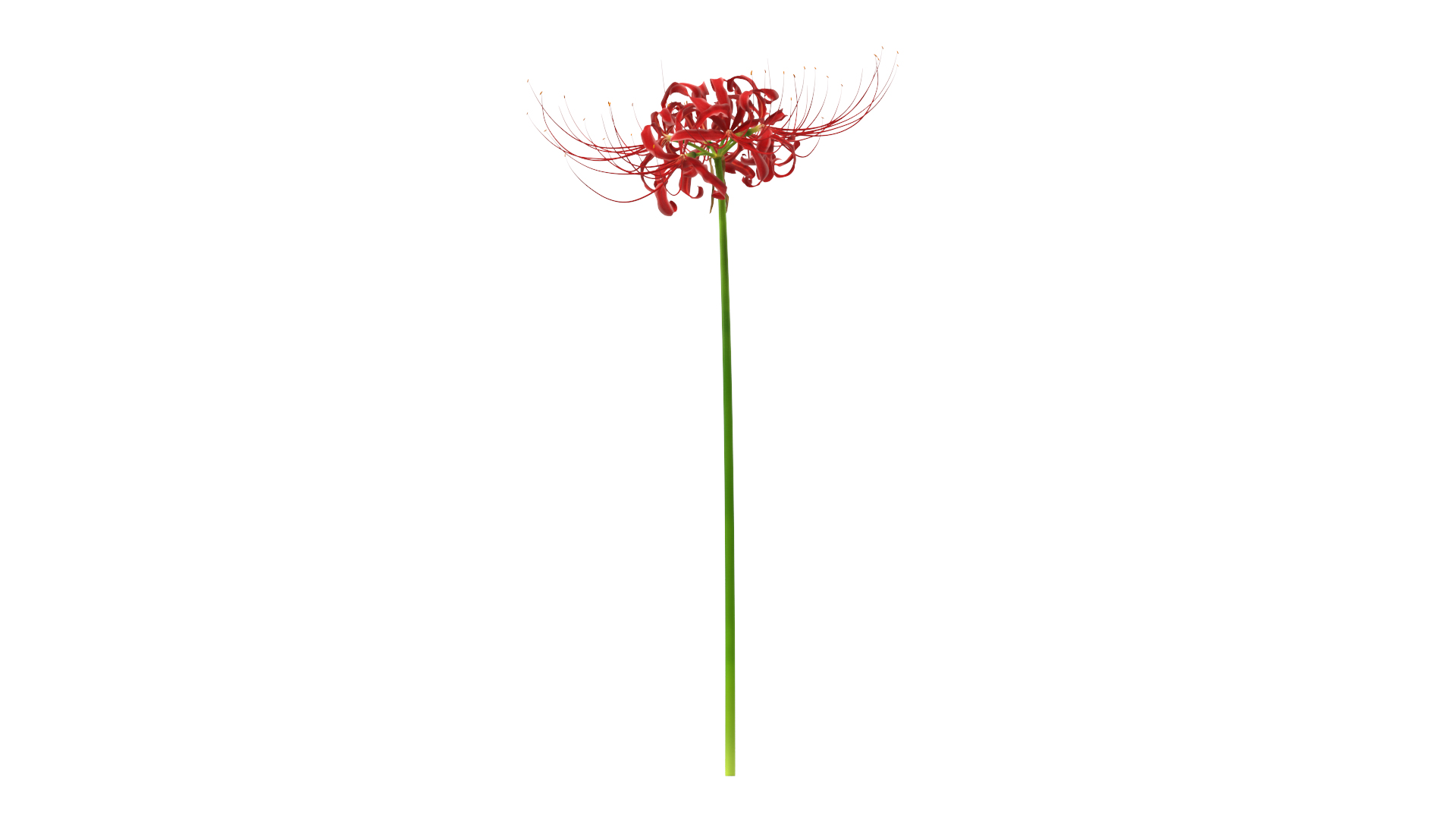 3D Spider Lily Flower model