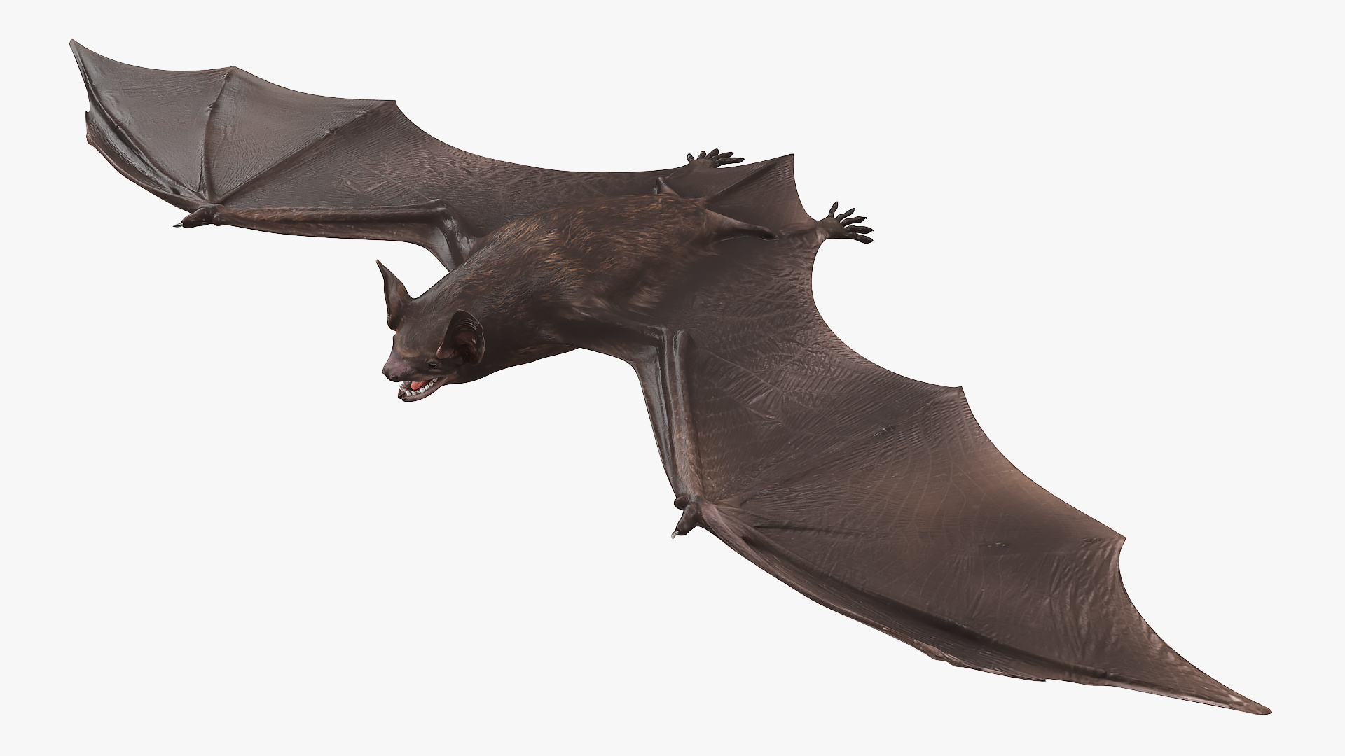 Black Bat 3D model