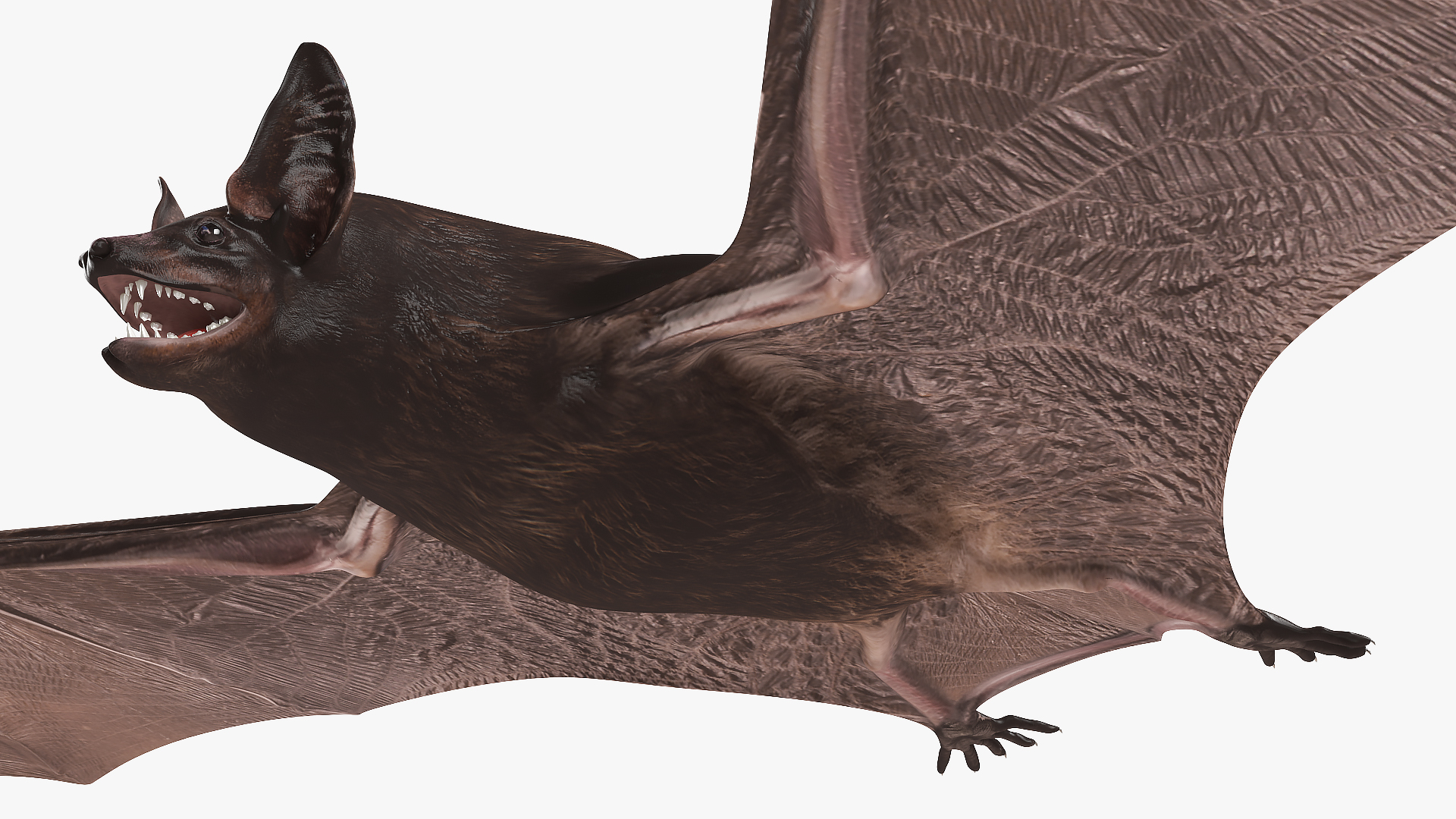 Black Bat 3D model