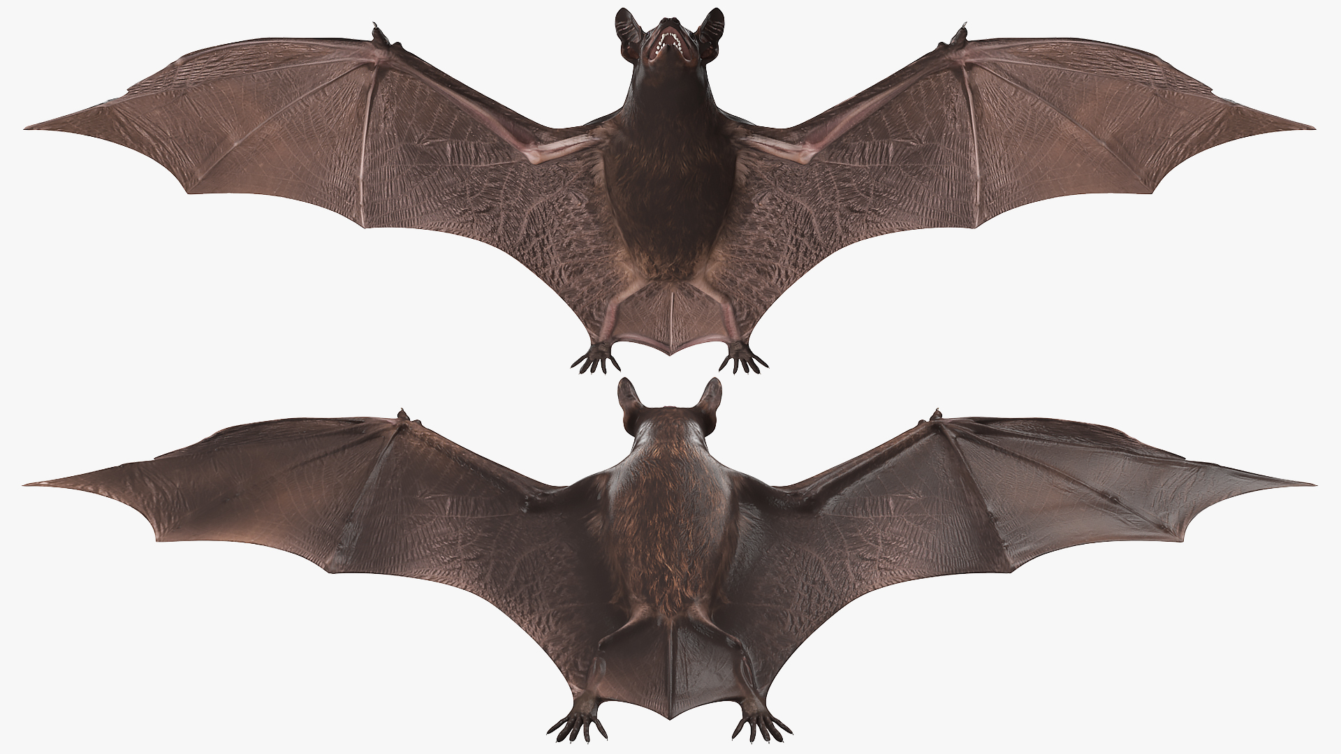 Black Bat 3D model